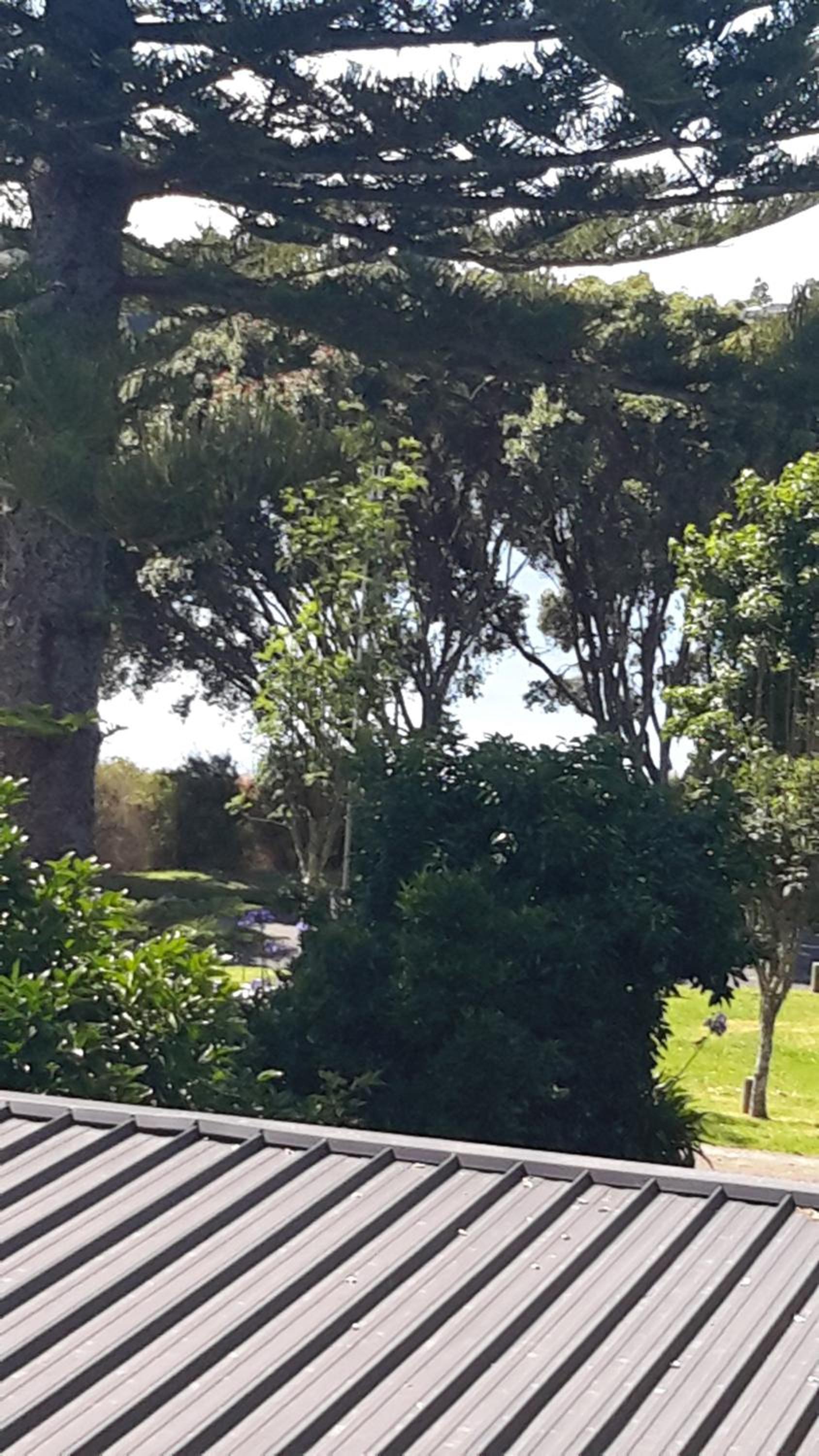 Pukeko on Bay view 2