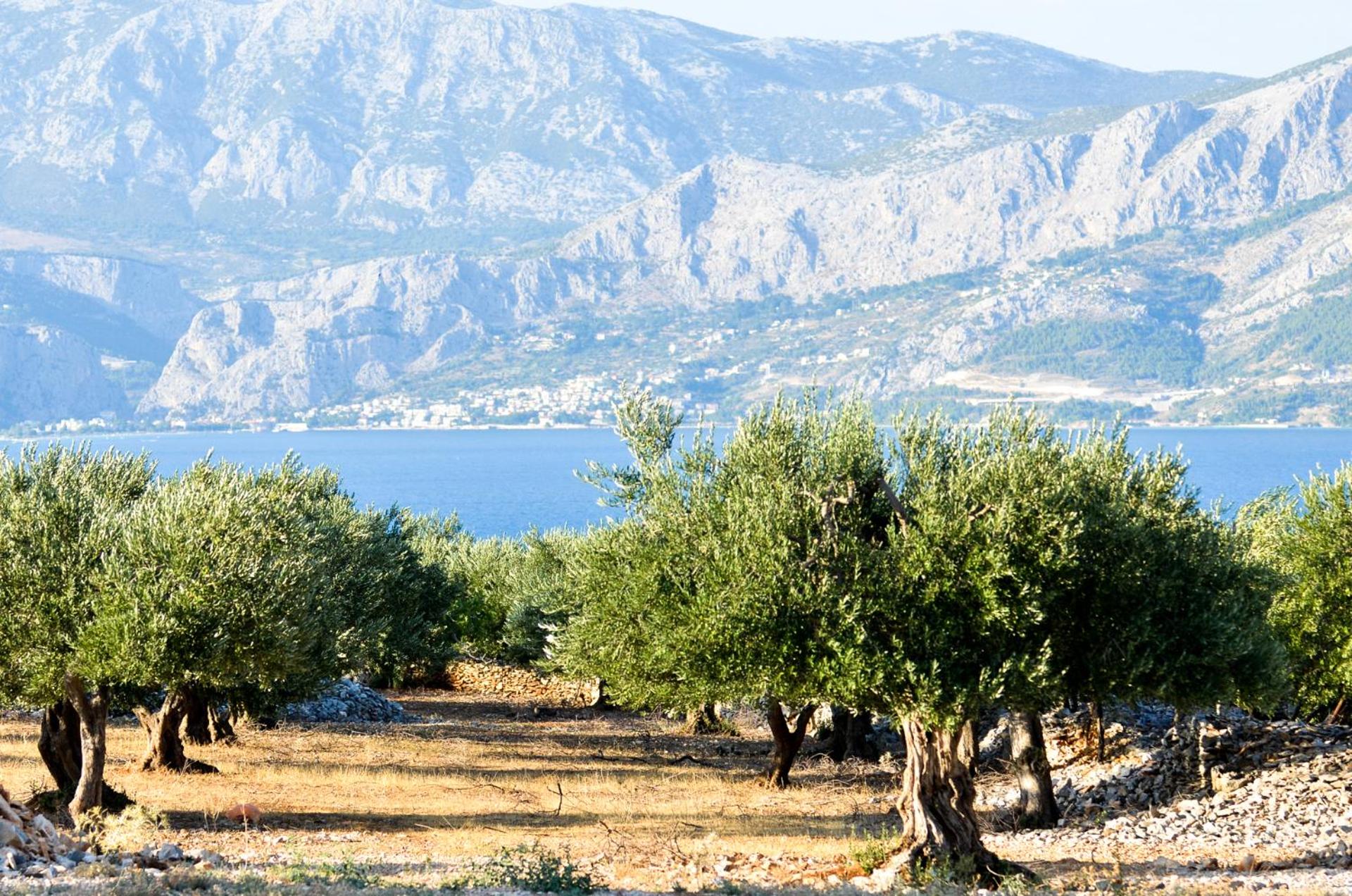 Apartments Romana