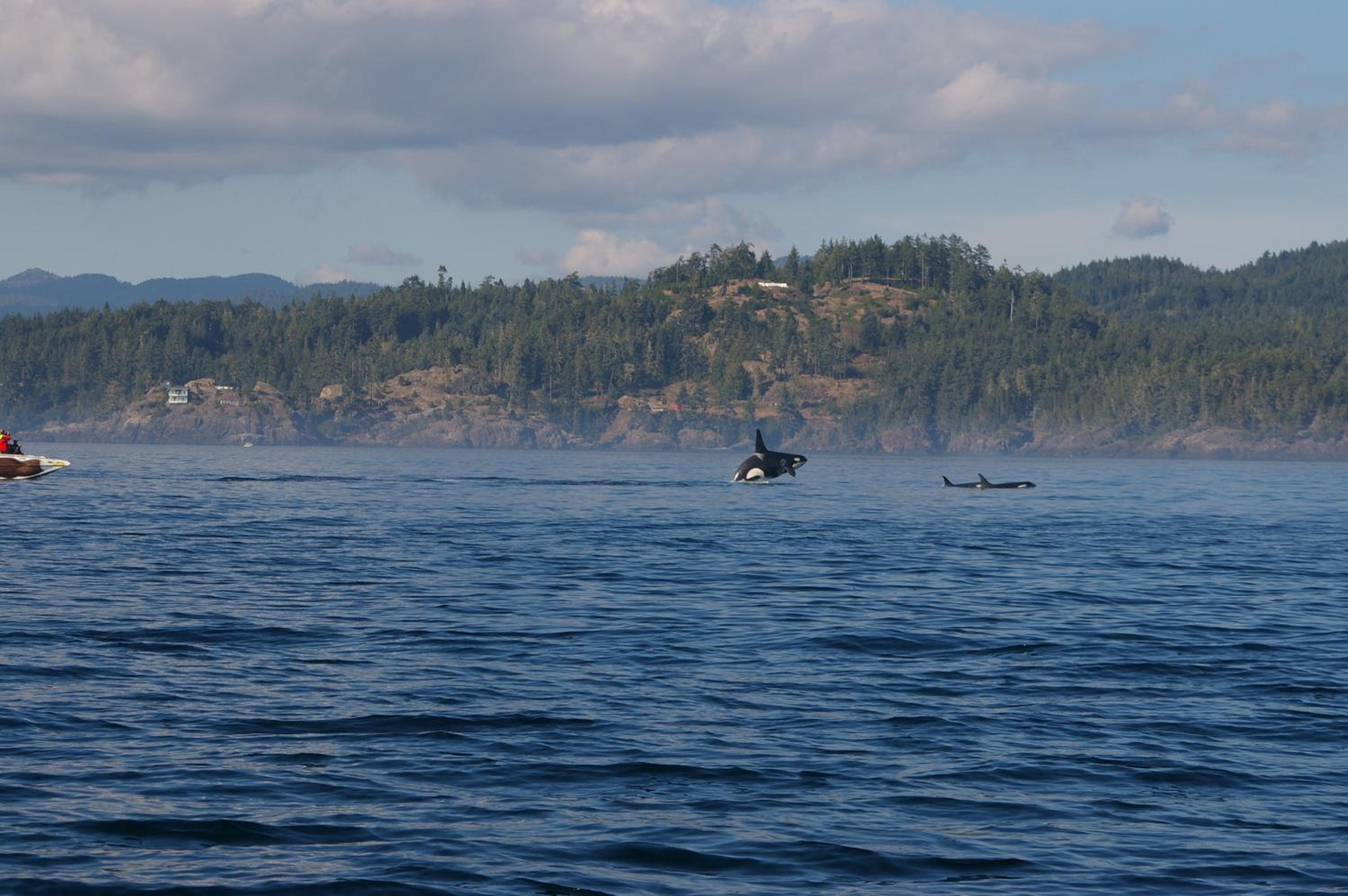 Sooke Vacations - Salty Towers Ocean Front Cottages - Property Image 40