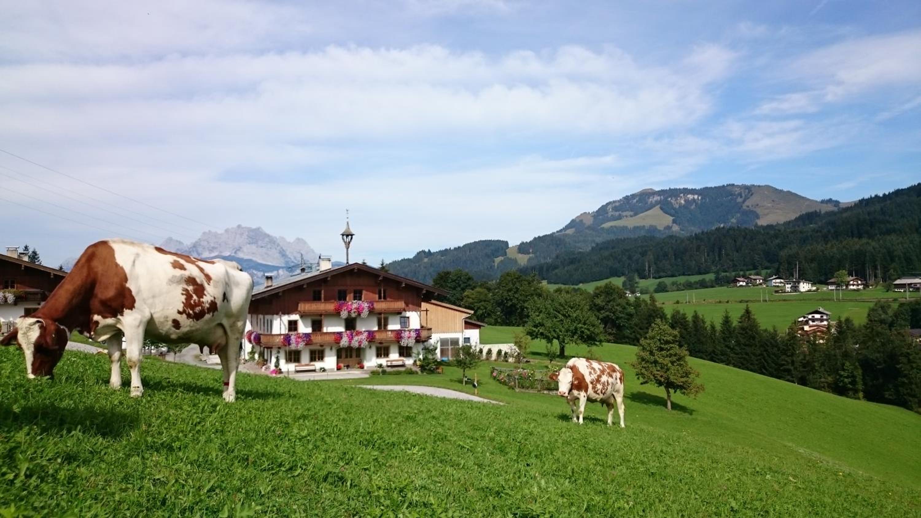 Bio-Bauernhof Niederlehen