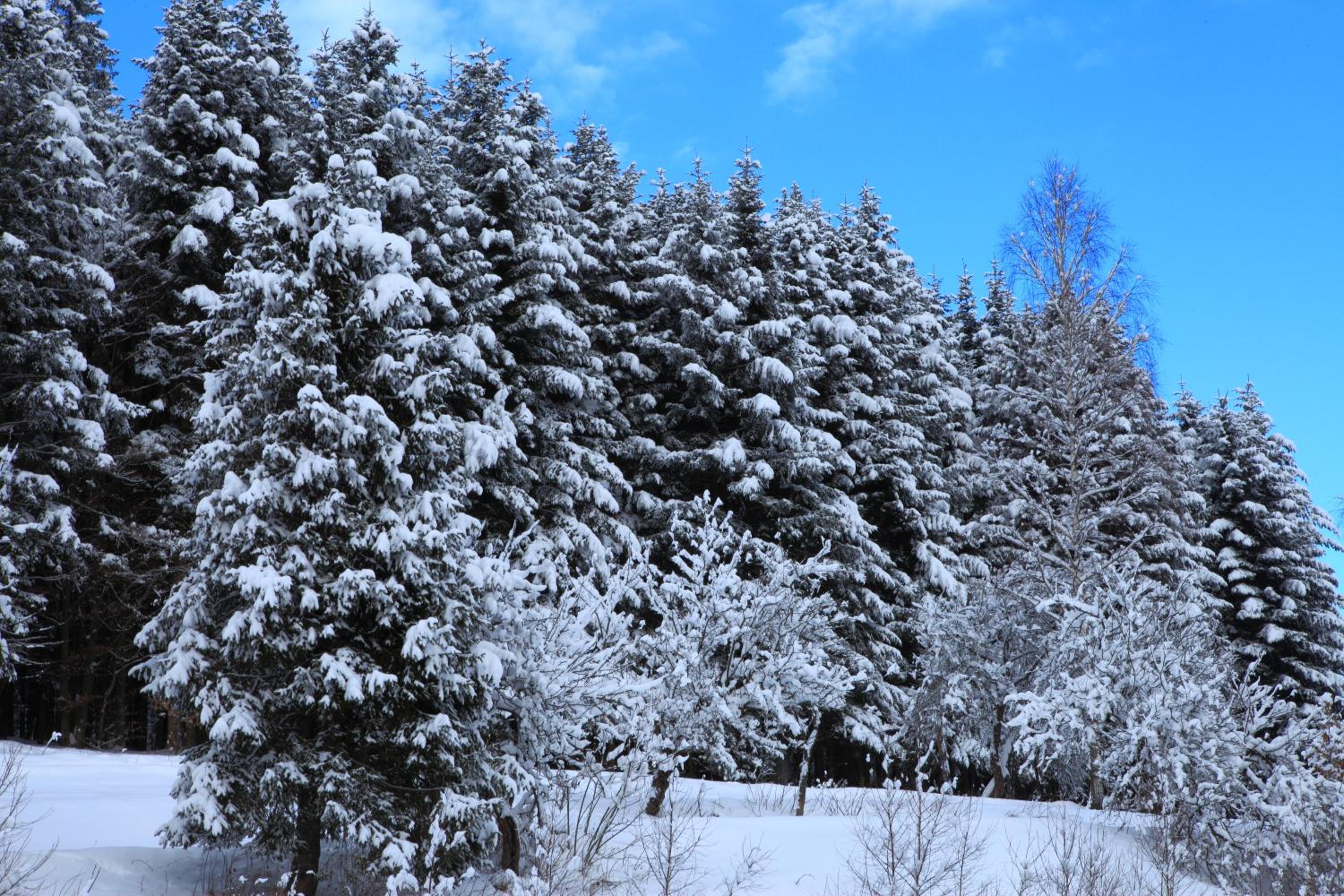 FAVAR Carpathians