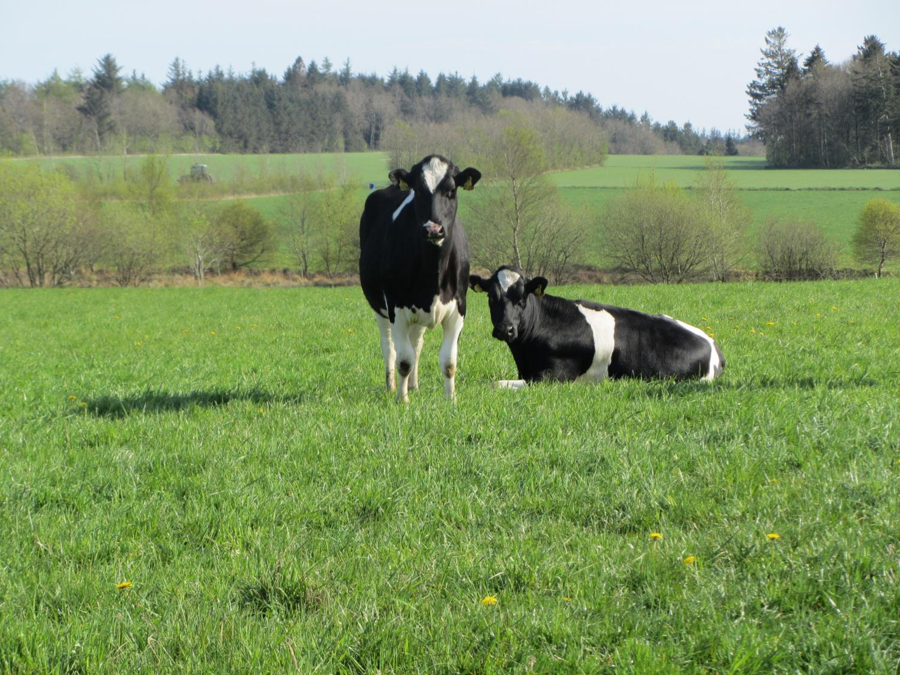 Vestervang Bed & Breakfast