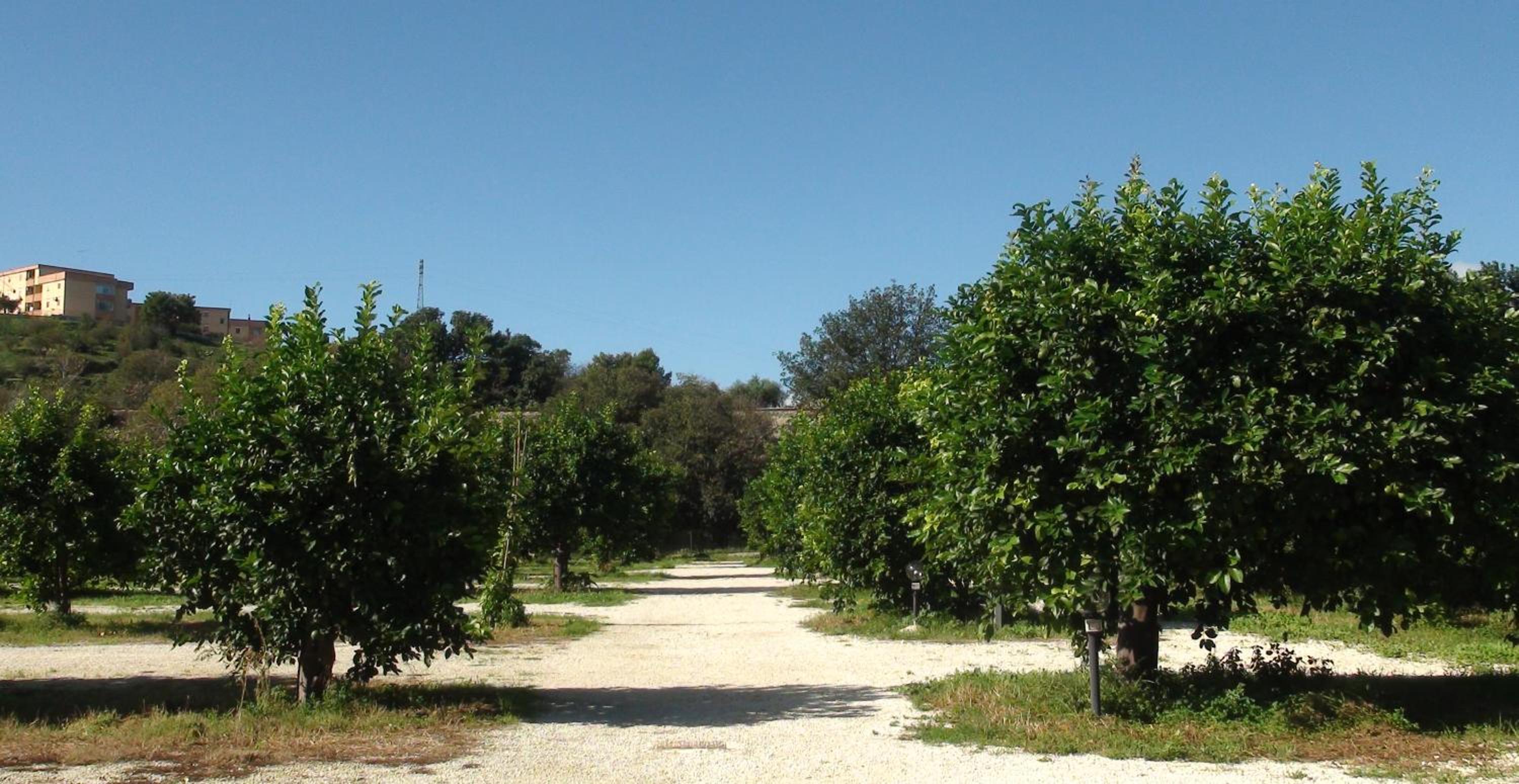 L'Antico Trappeto view 5