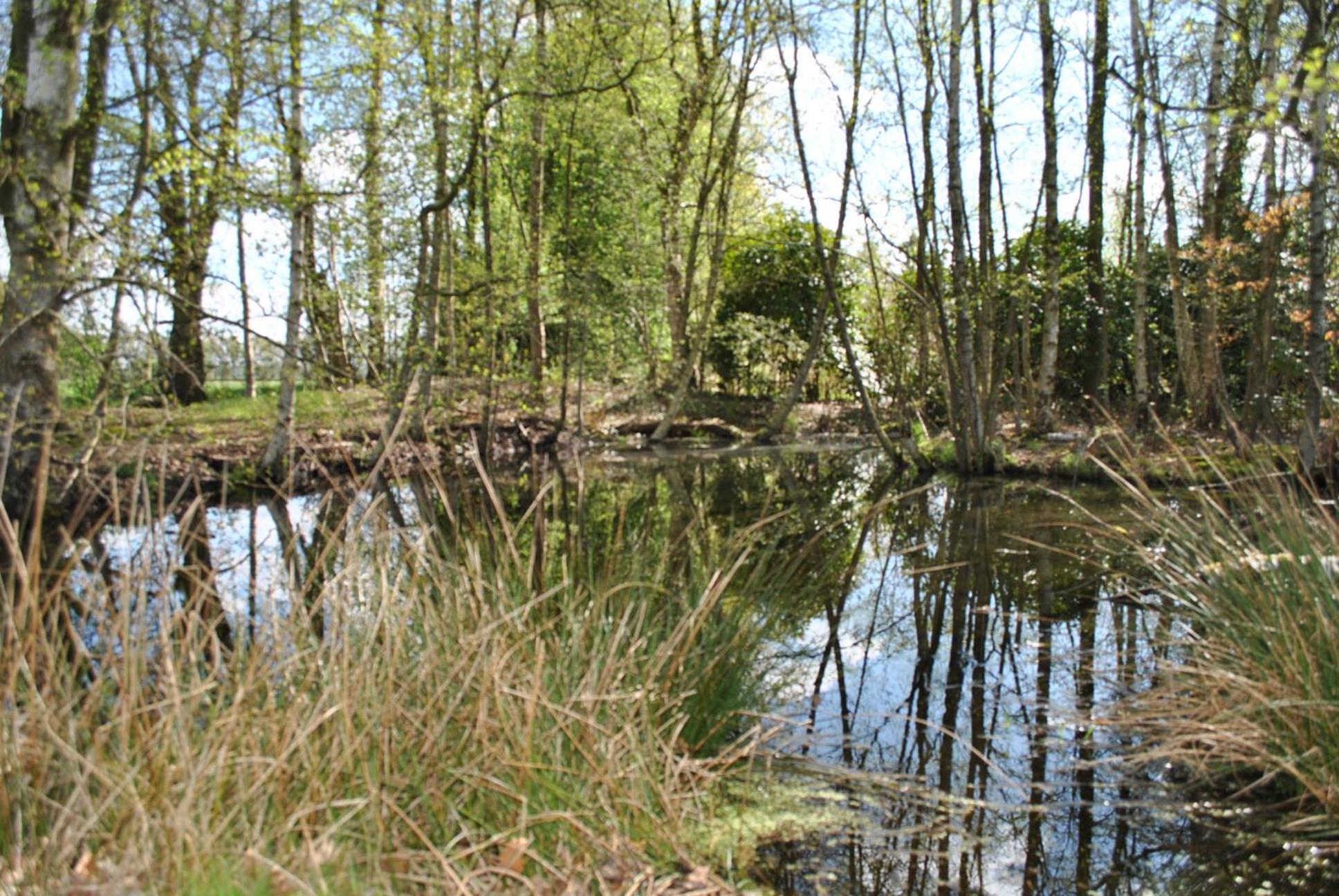 Buntes Moor
