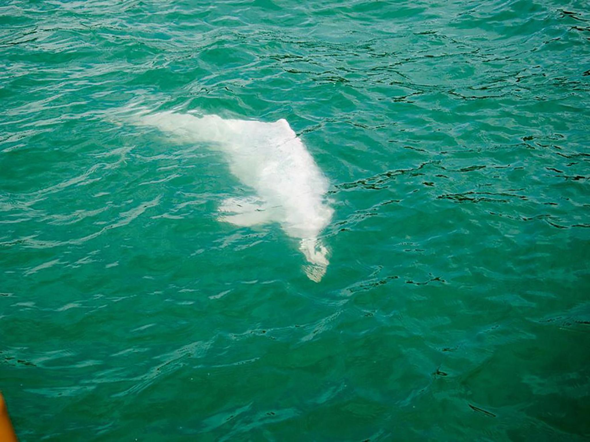 Photo 45