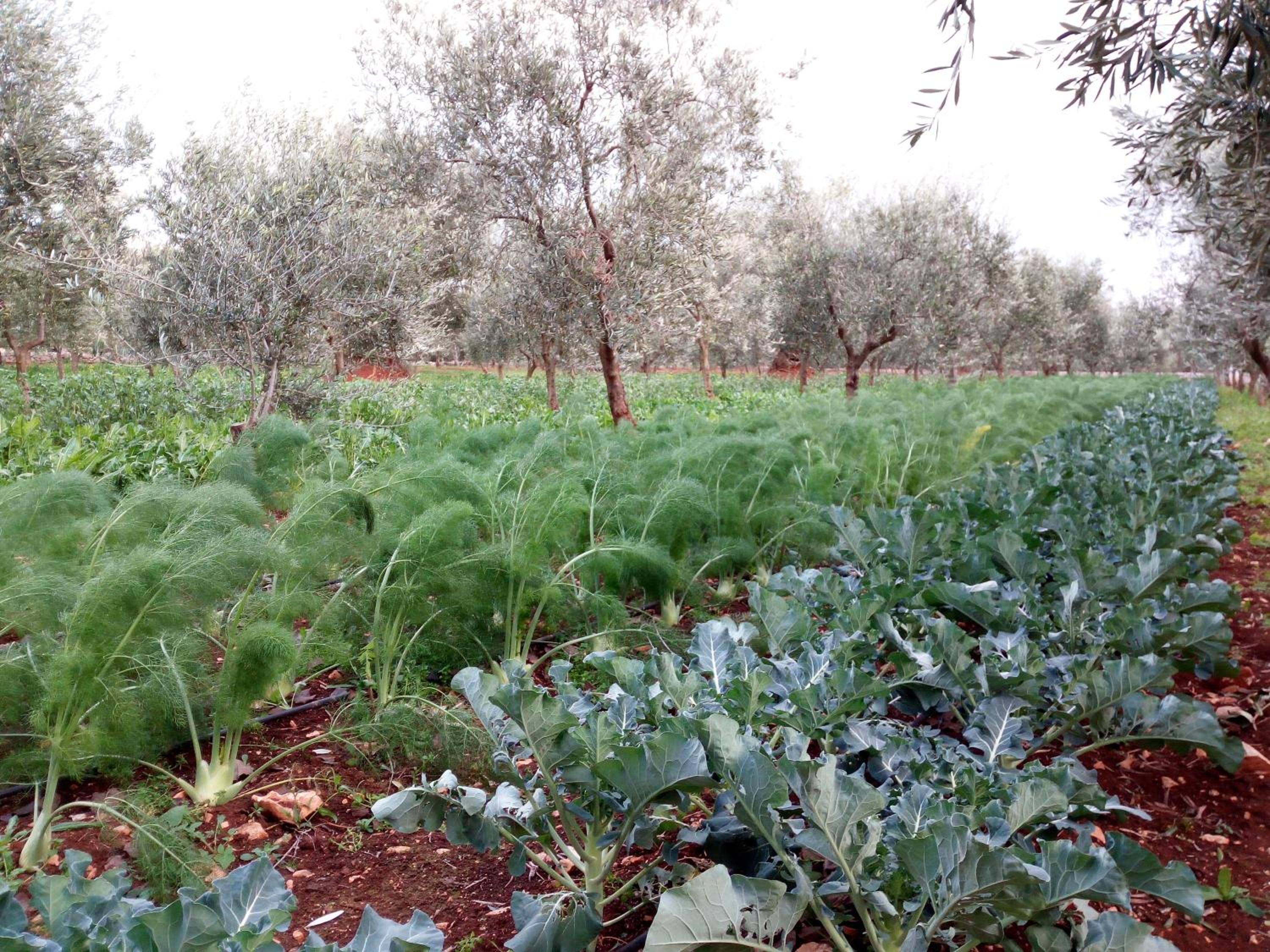 Masseria Don Sante