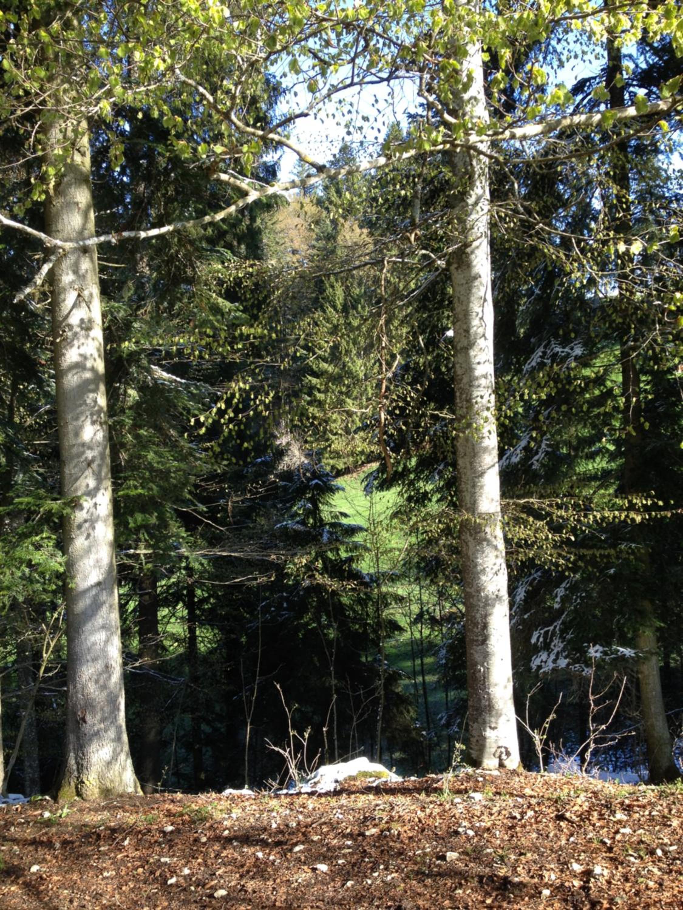 Photo 42