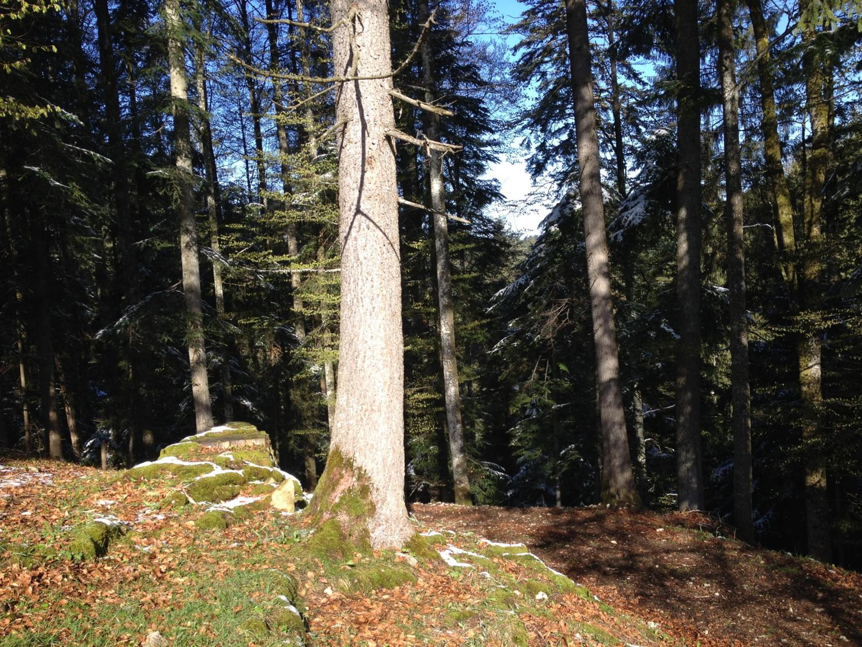 Photo 43