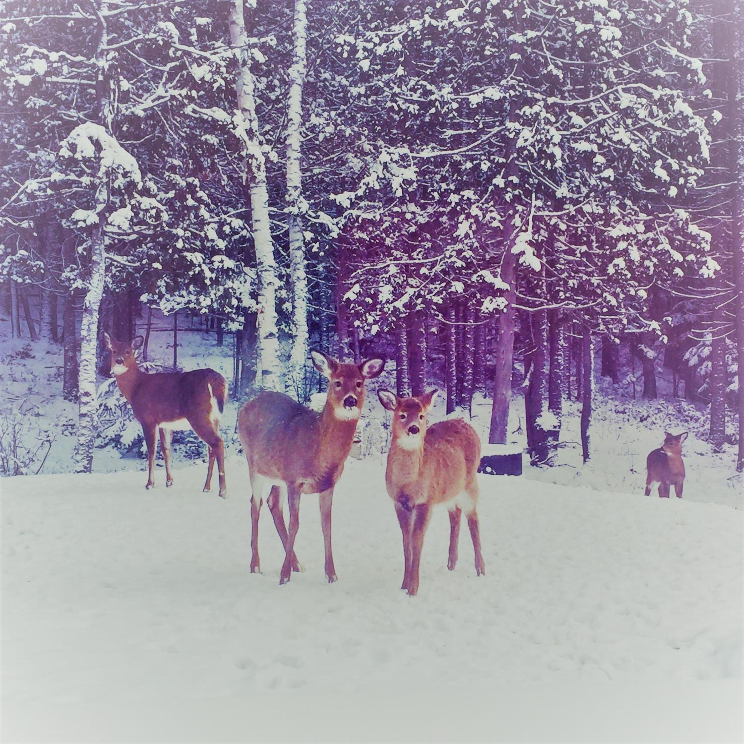 Chalet Rustique CRDS Tremblant