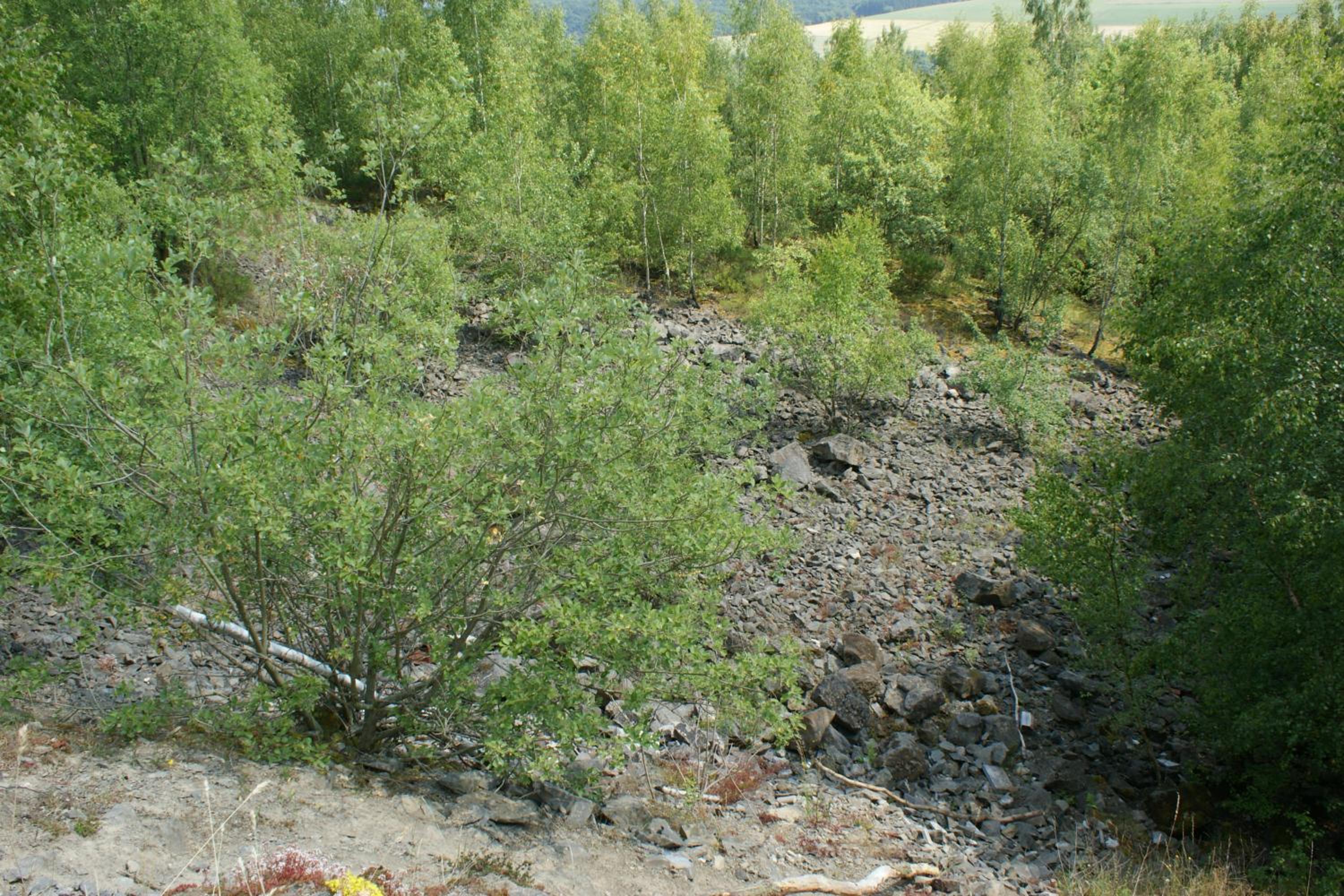 Photo 48