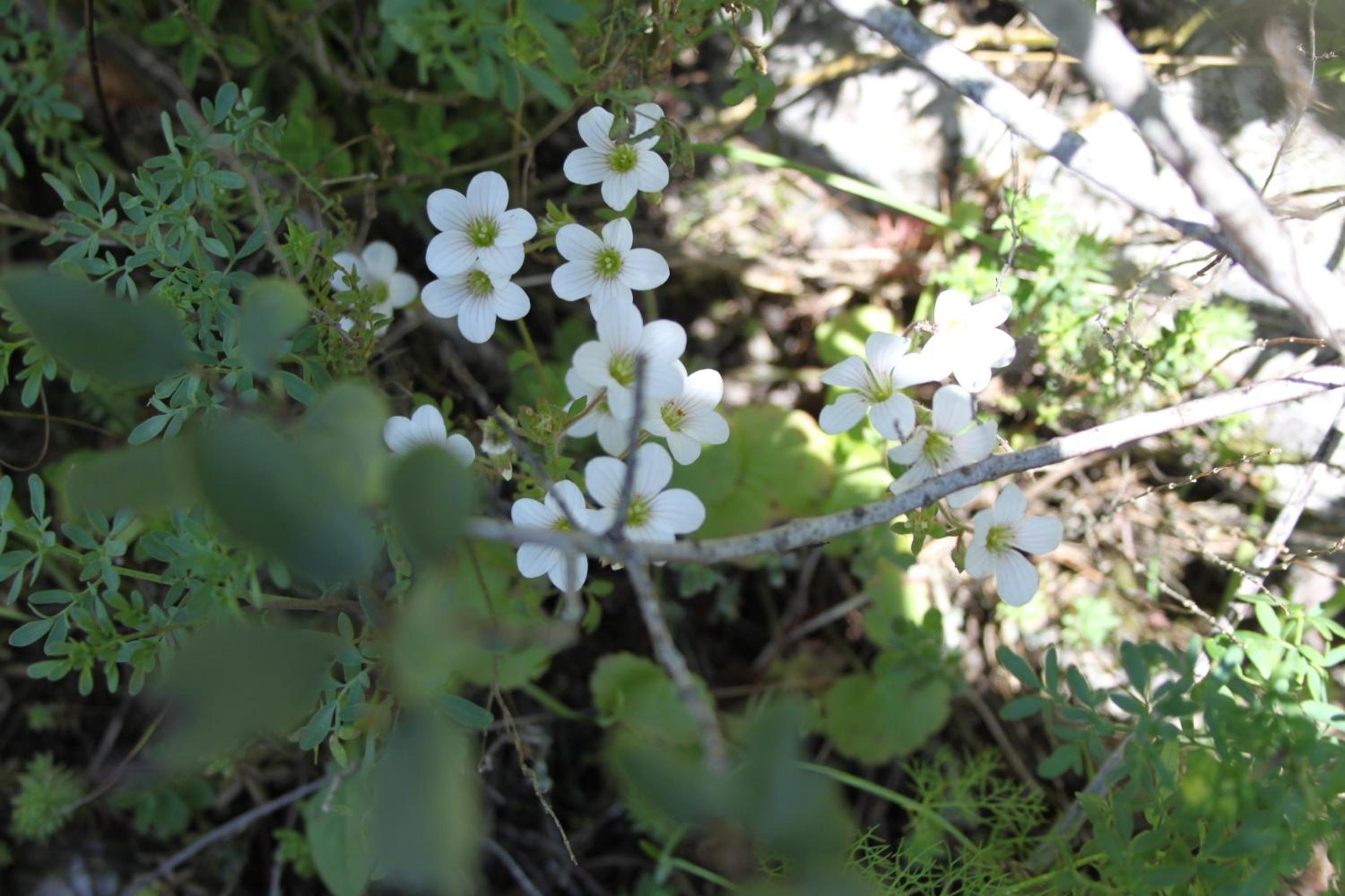 Photo 63