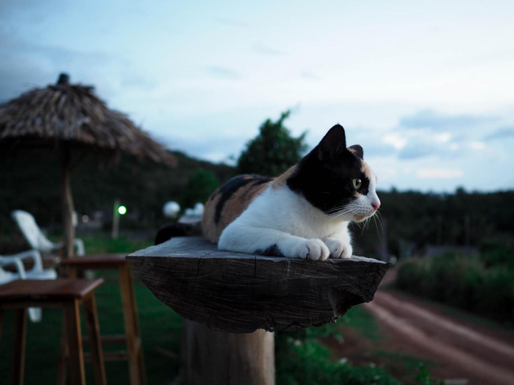 Cat Bungalow