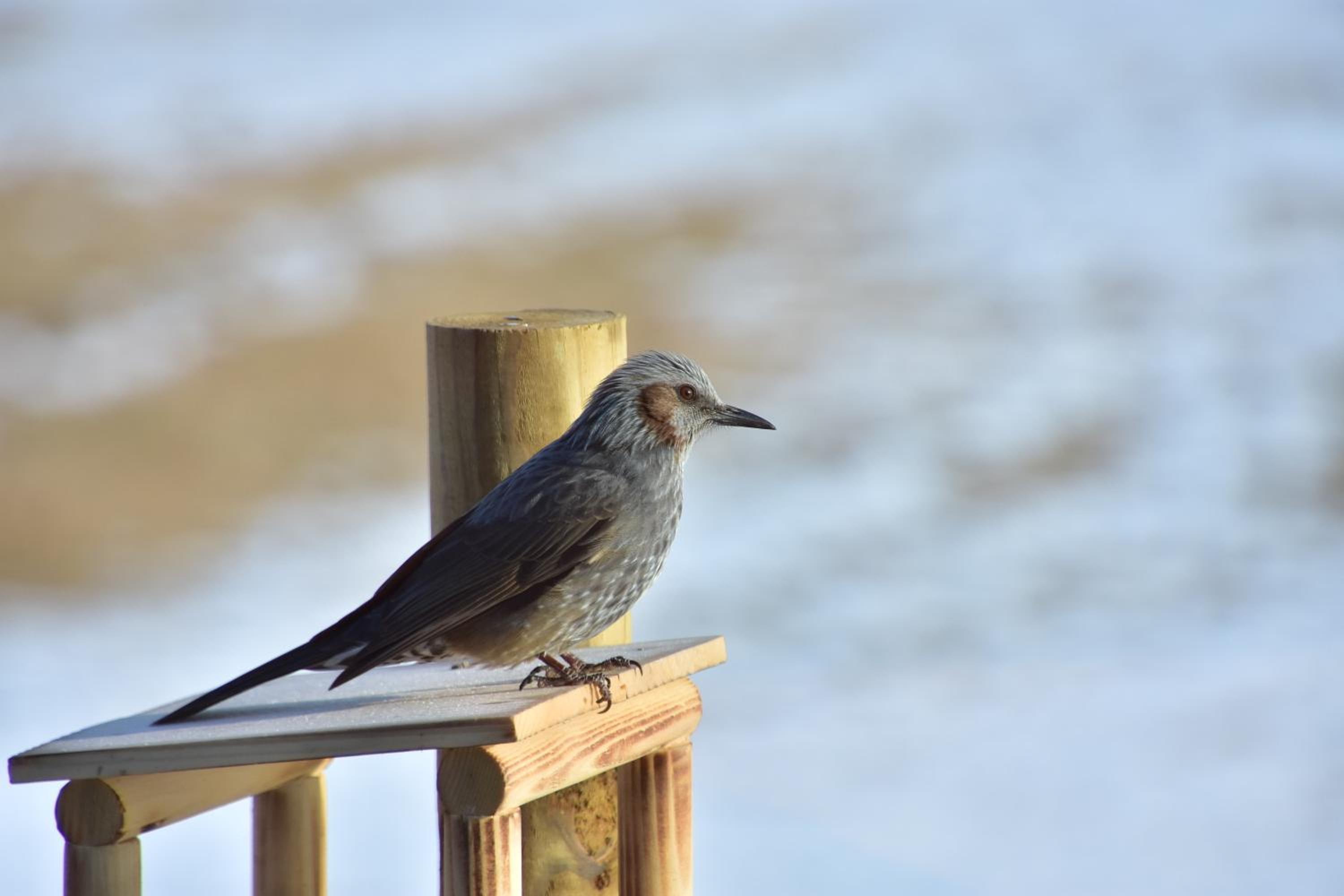 Polaris