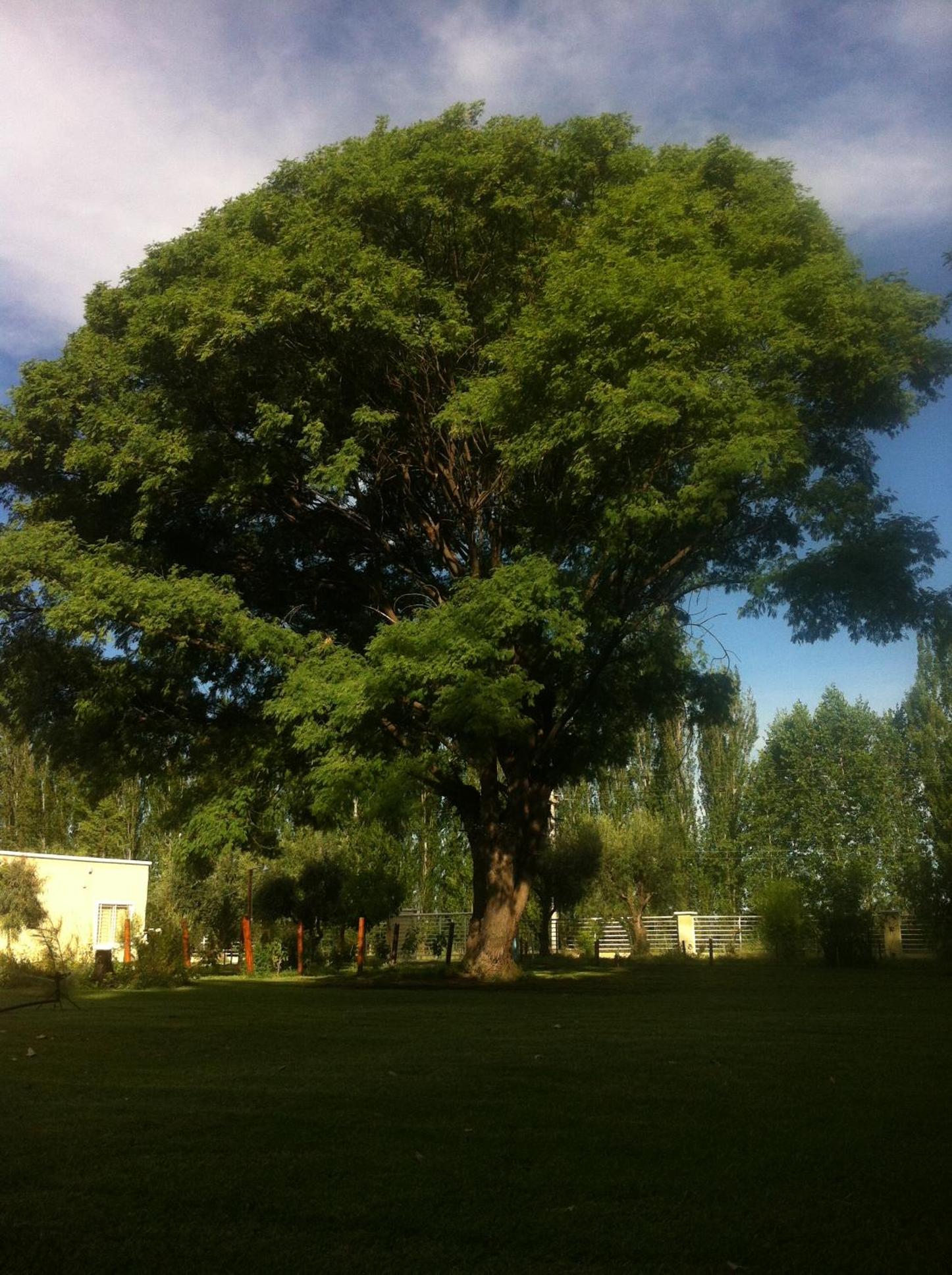 Ayres de Cuyo
