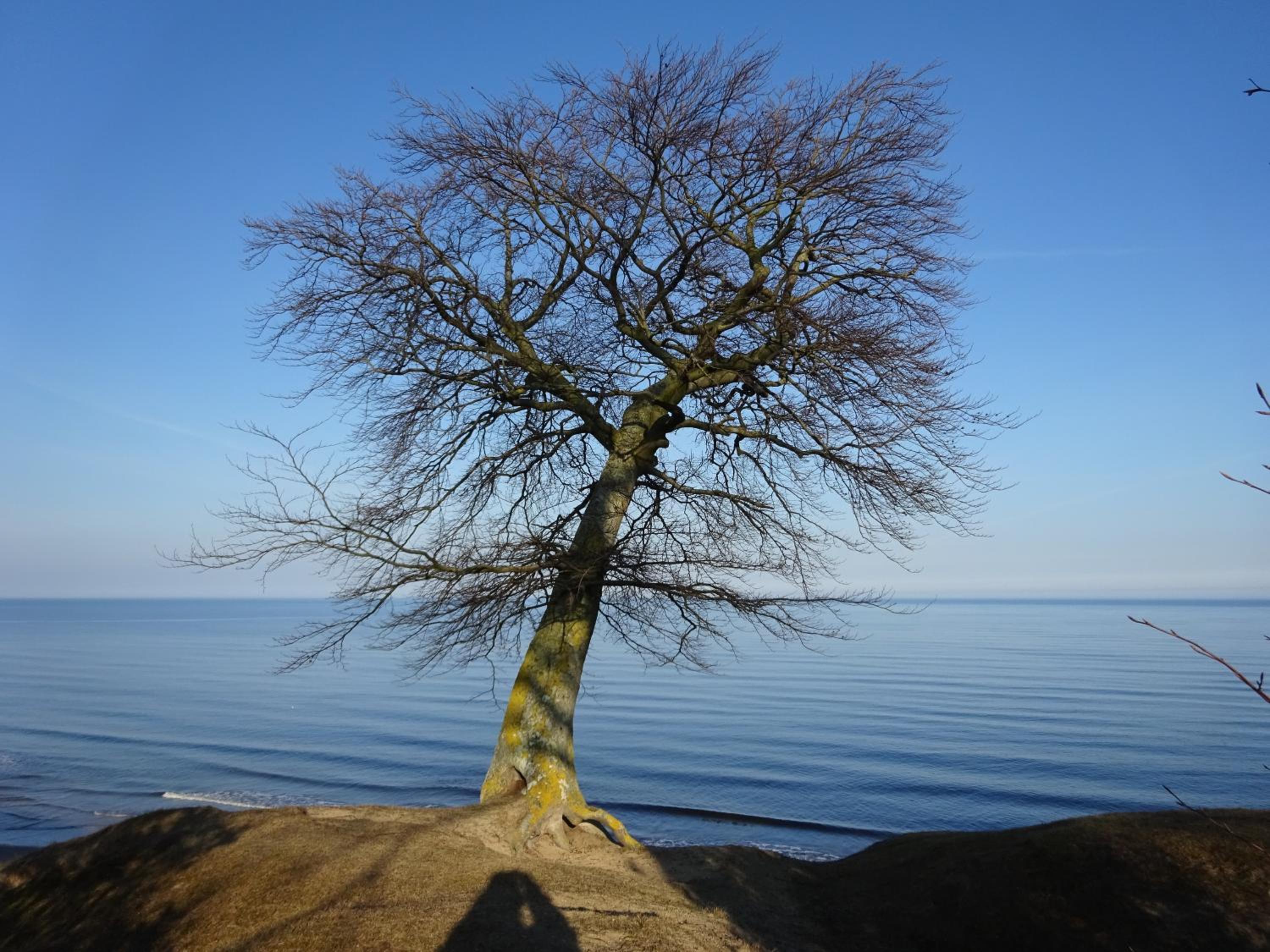 Solrosen i Simrishamn - Österlen