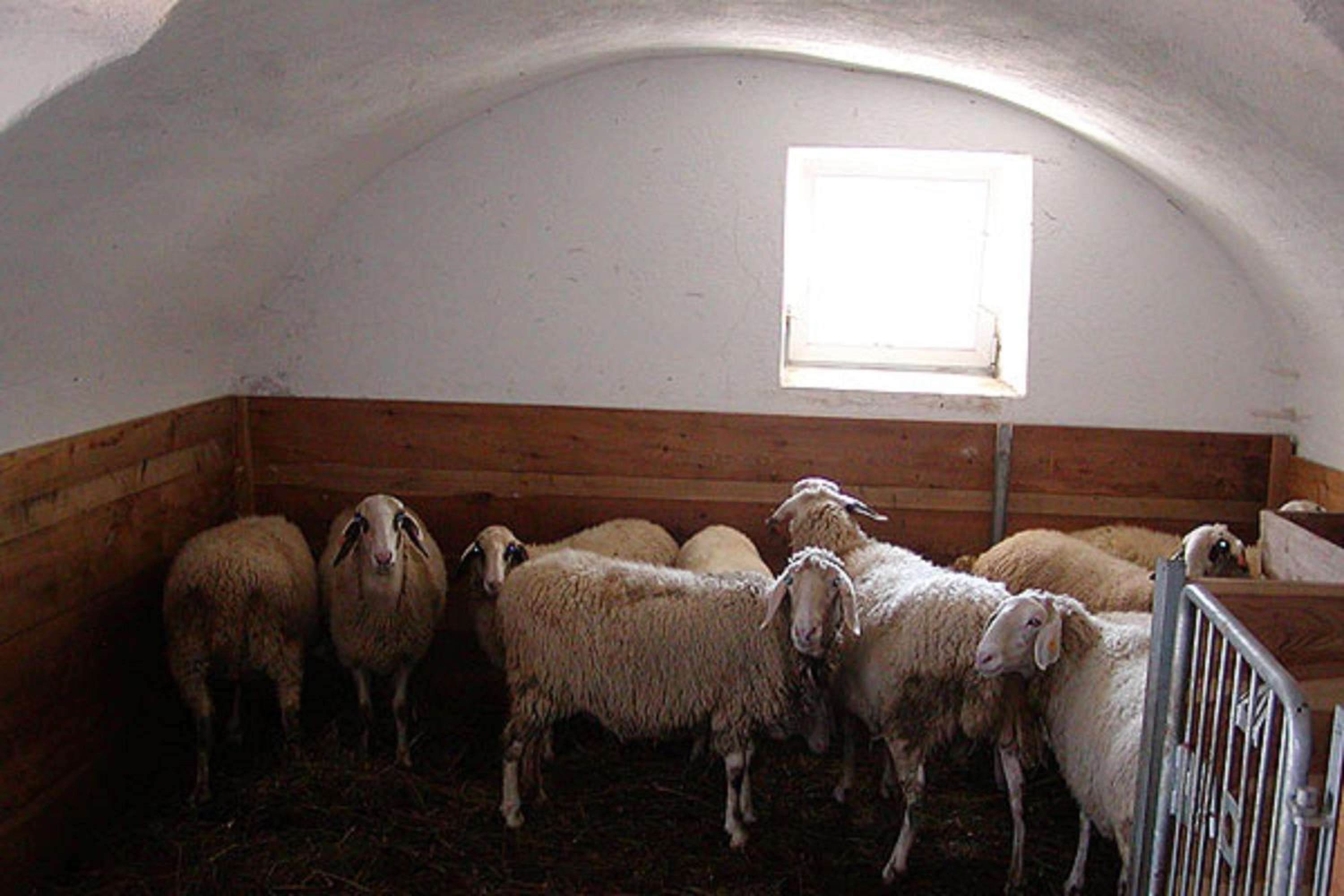 Agriturismo Apartments Tuene