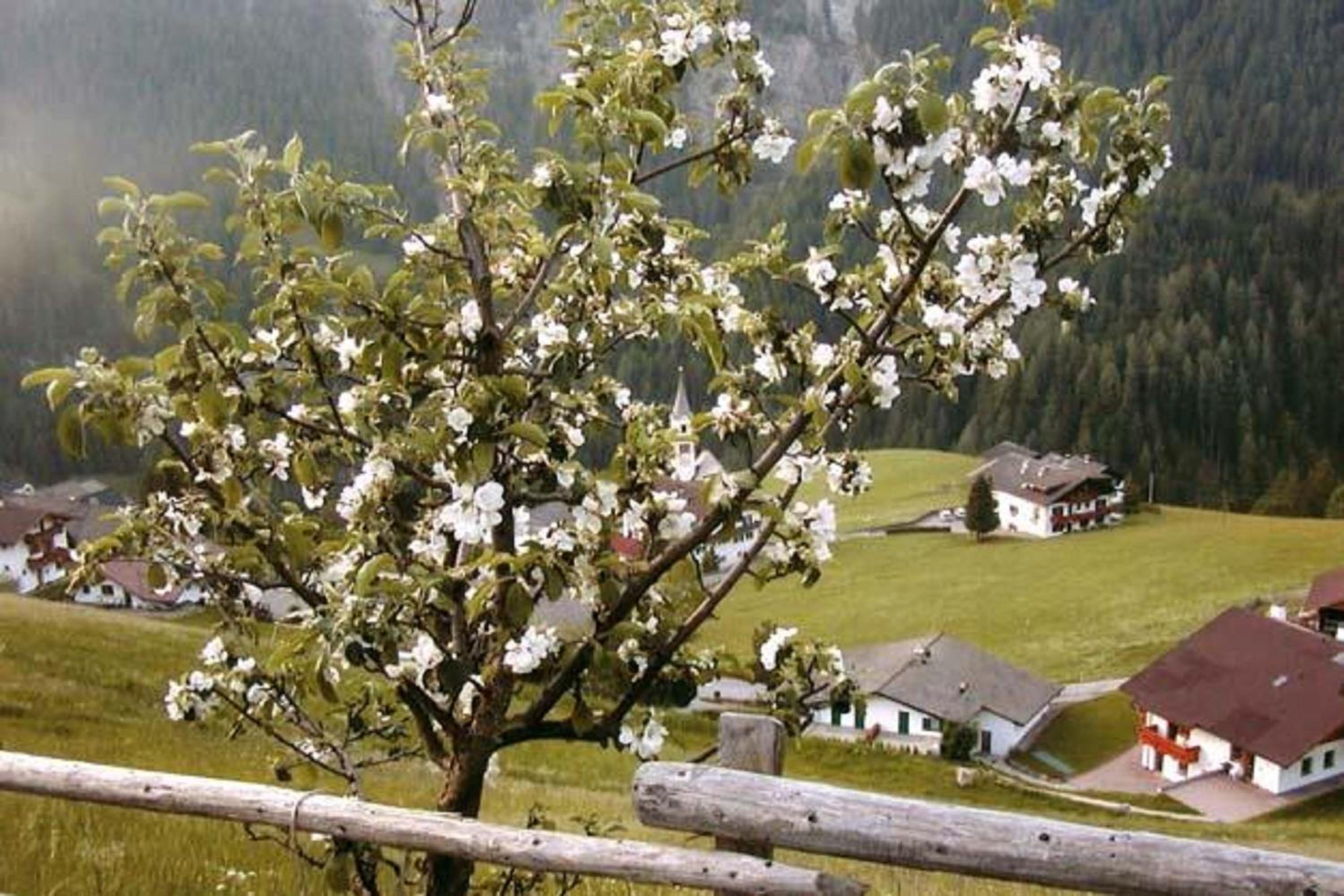 Agriturismo Apartments Tuene