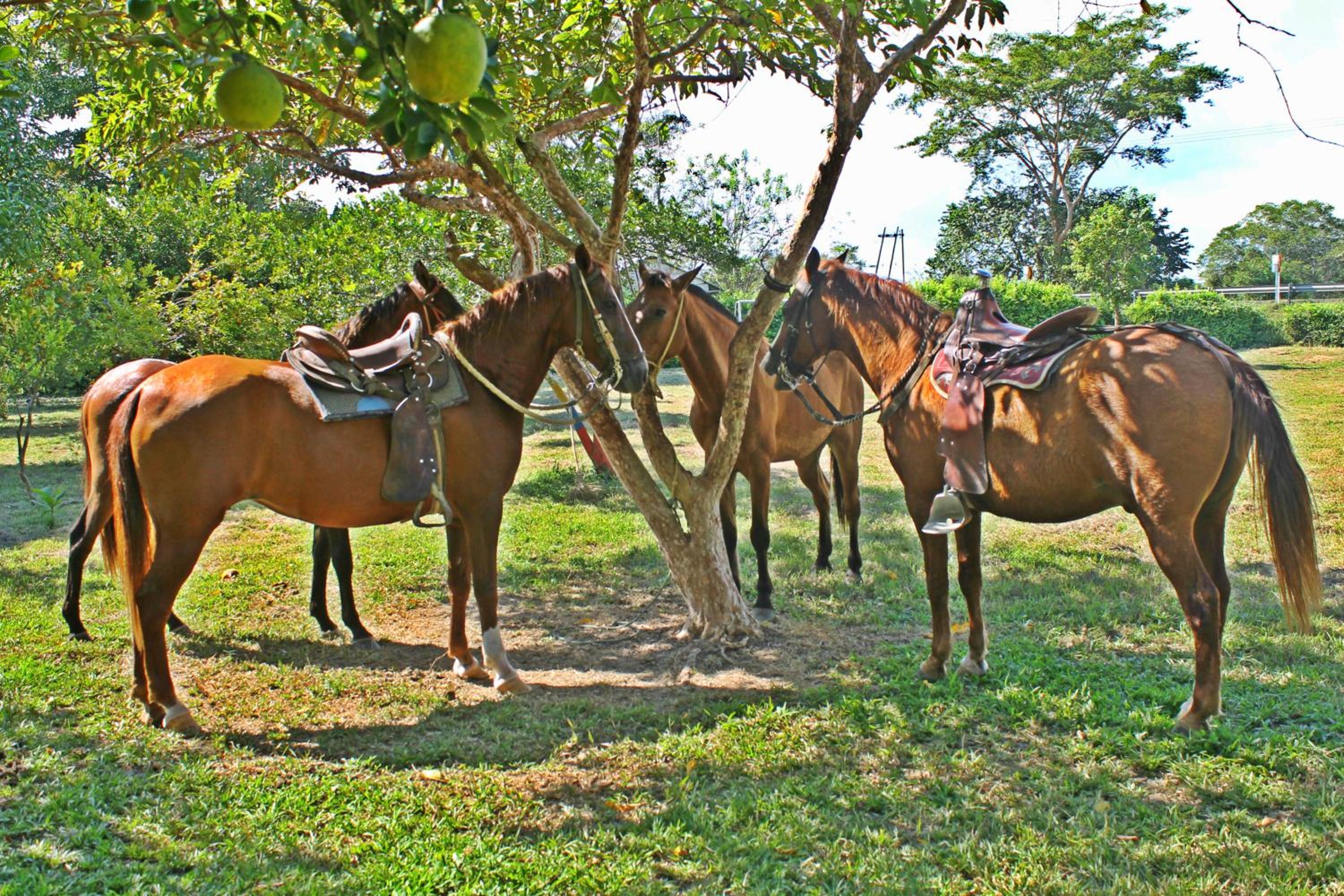 Hotel - Granja de Animales San Basilio de Palenque