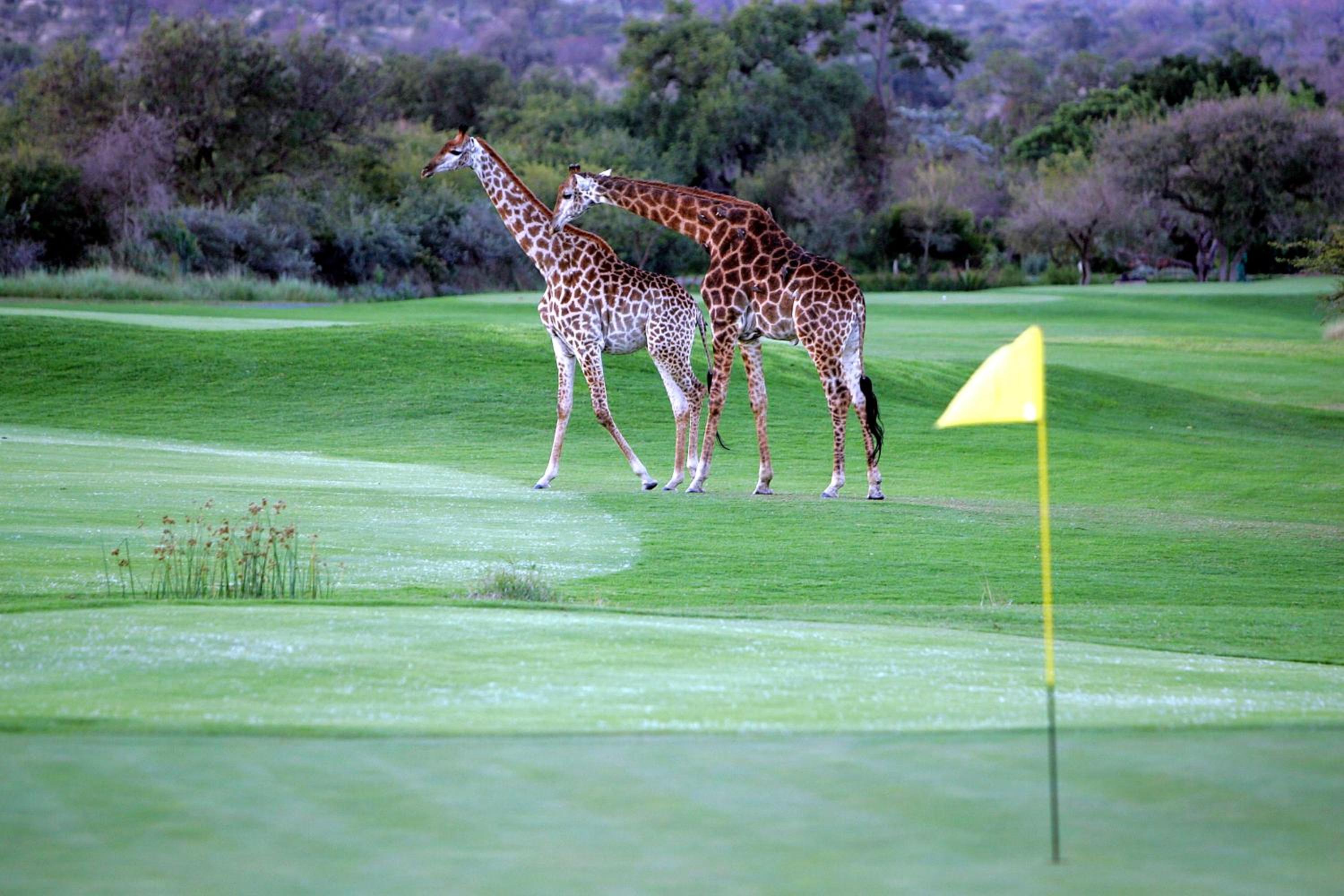 Royal Game Guest House