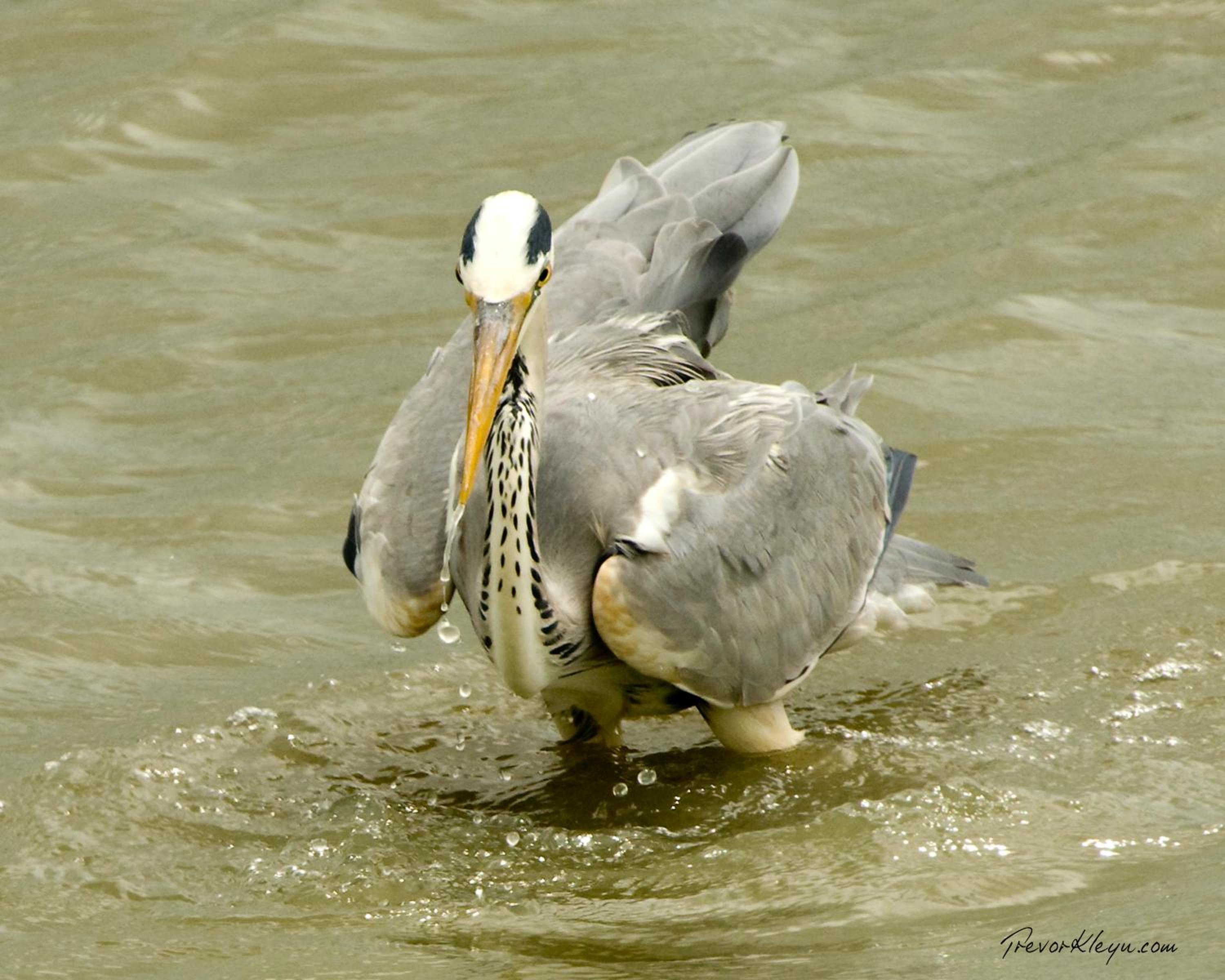 Photo 46