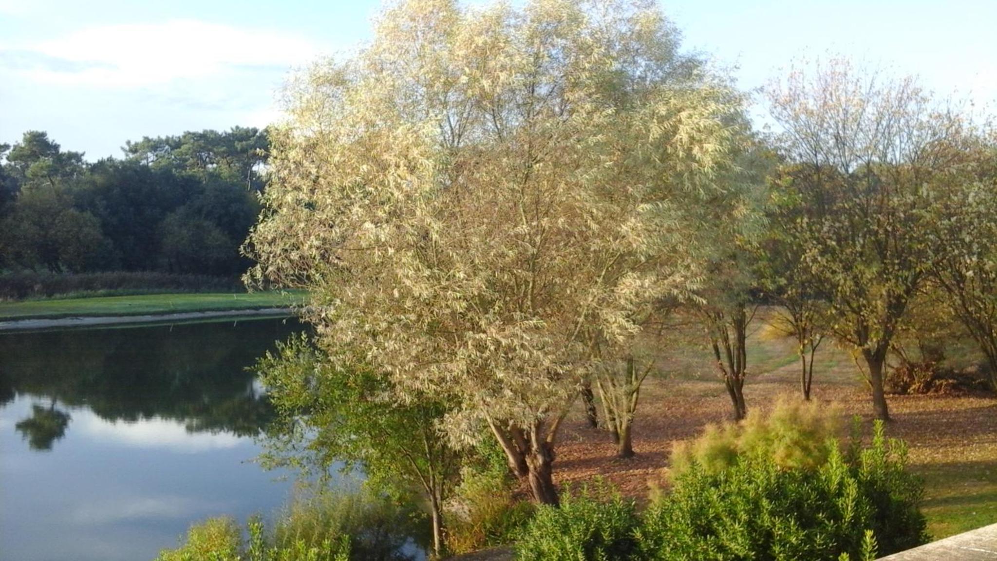 Photo 44