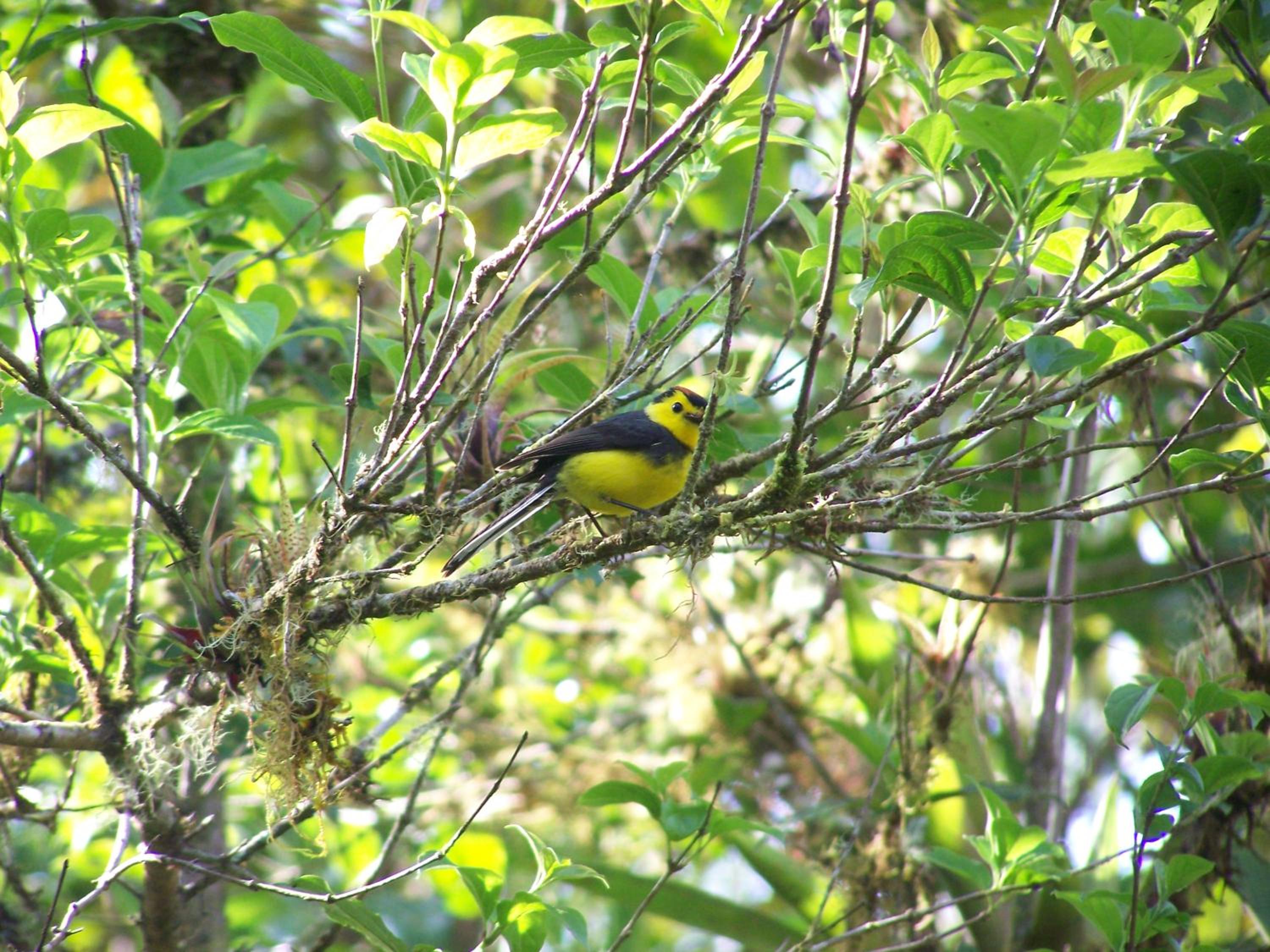 Reserva Natural Cerro Alto