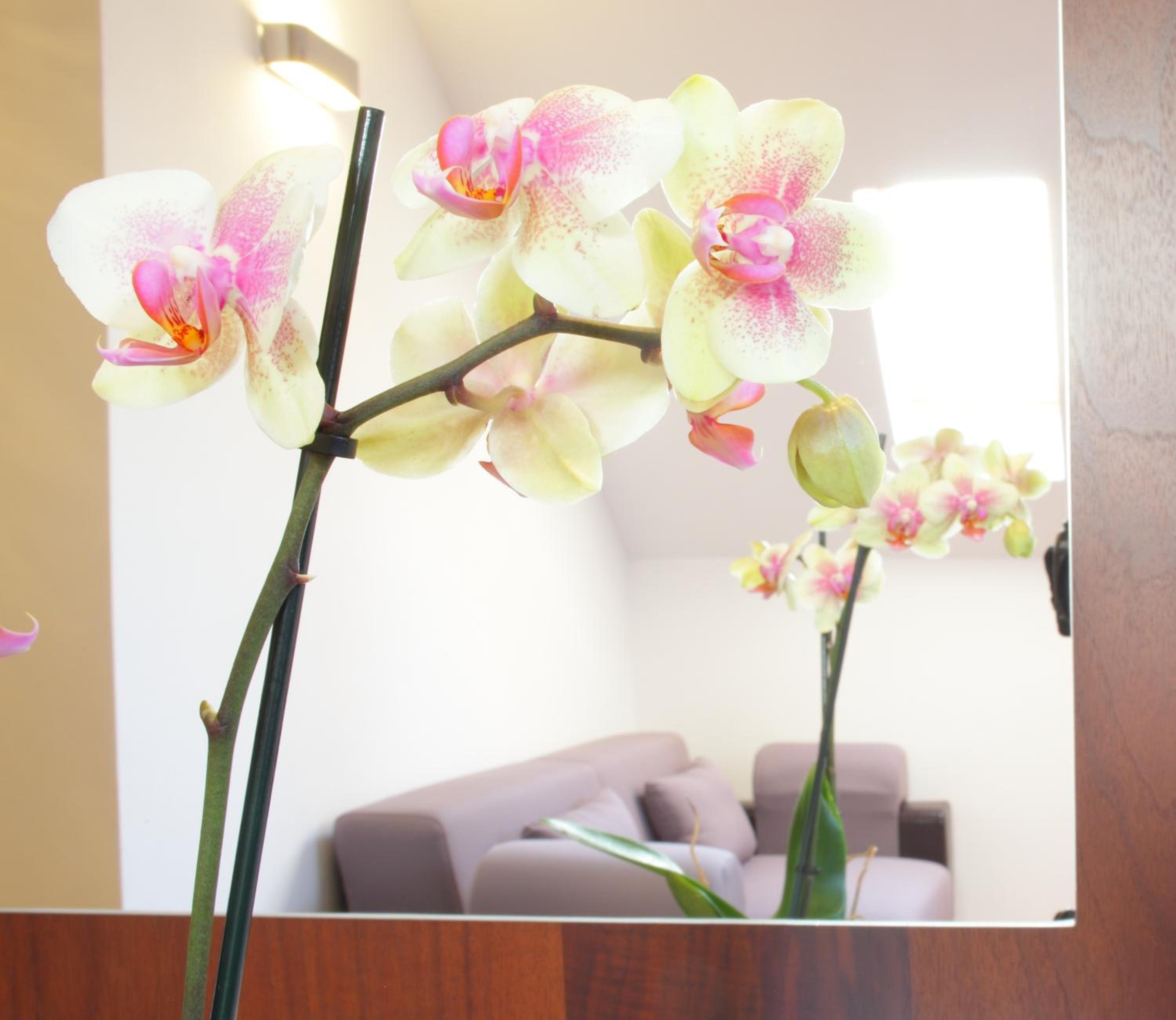 Matia Resort en Alba Iulia