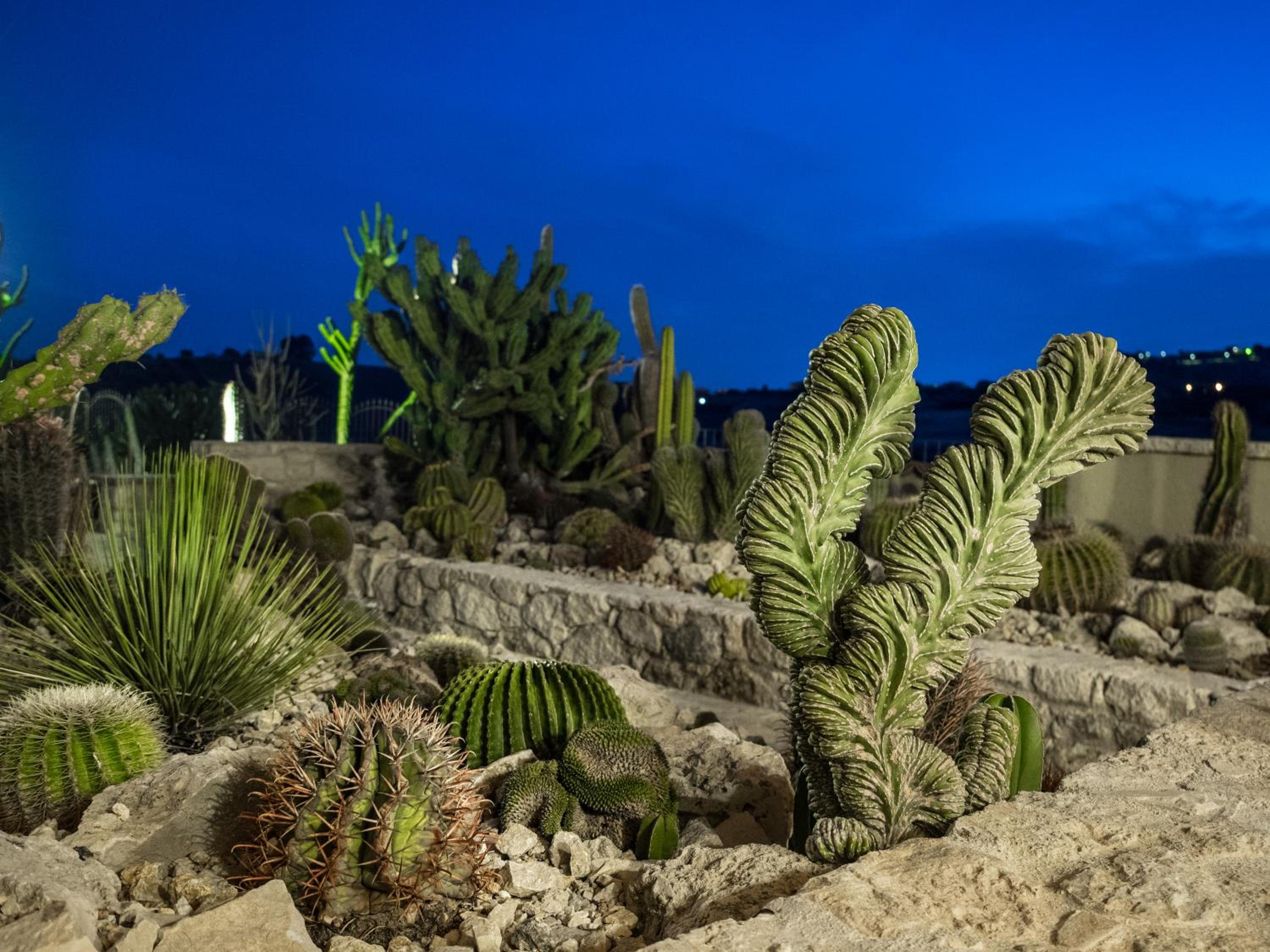 Garden Cactus