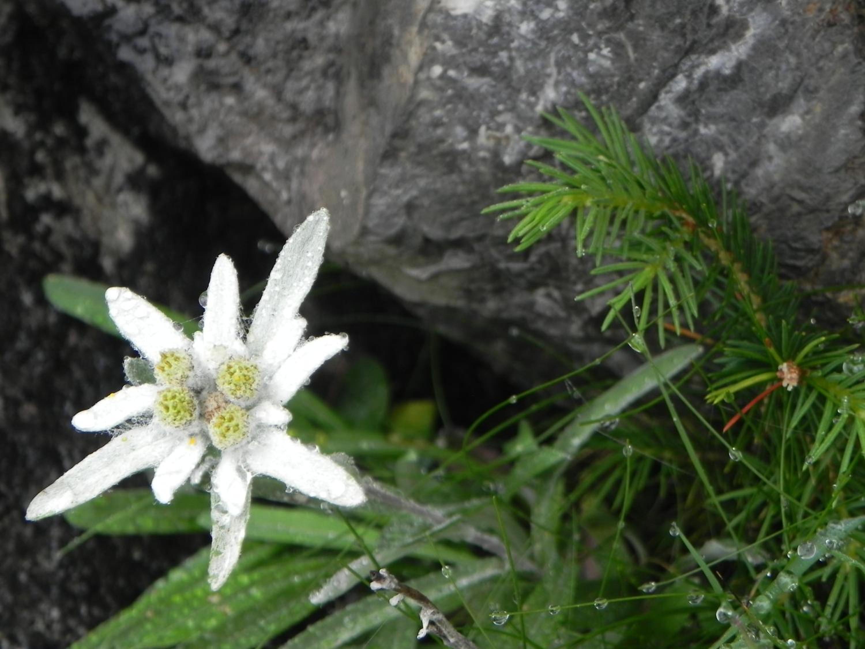 Pension Edelweiss