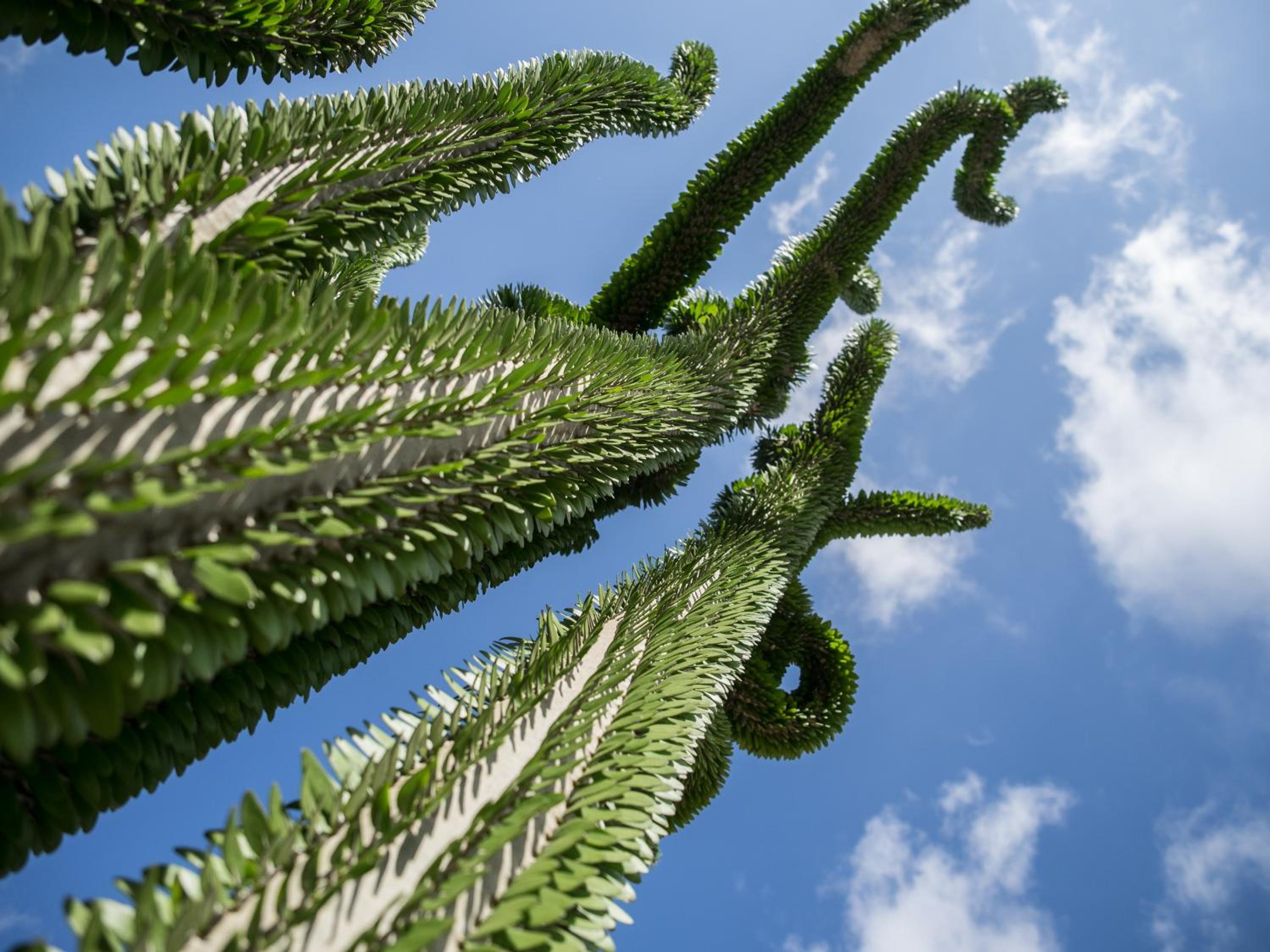 Garden Cactus