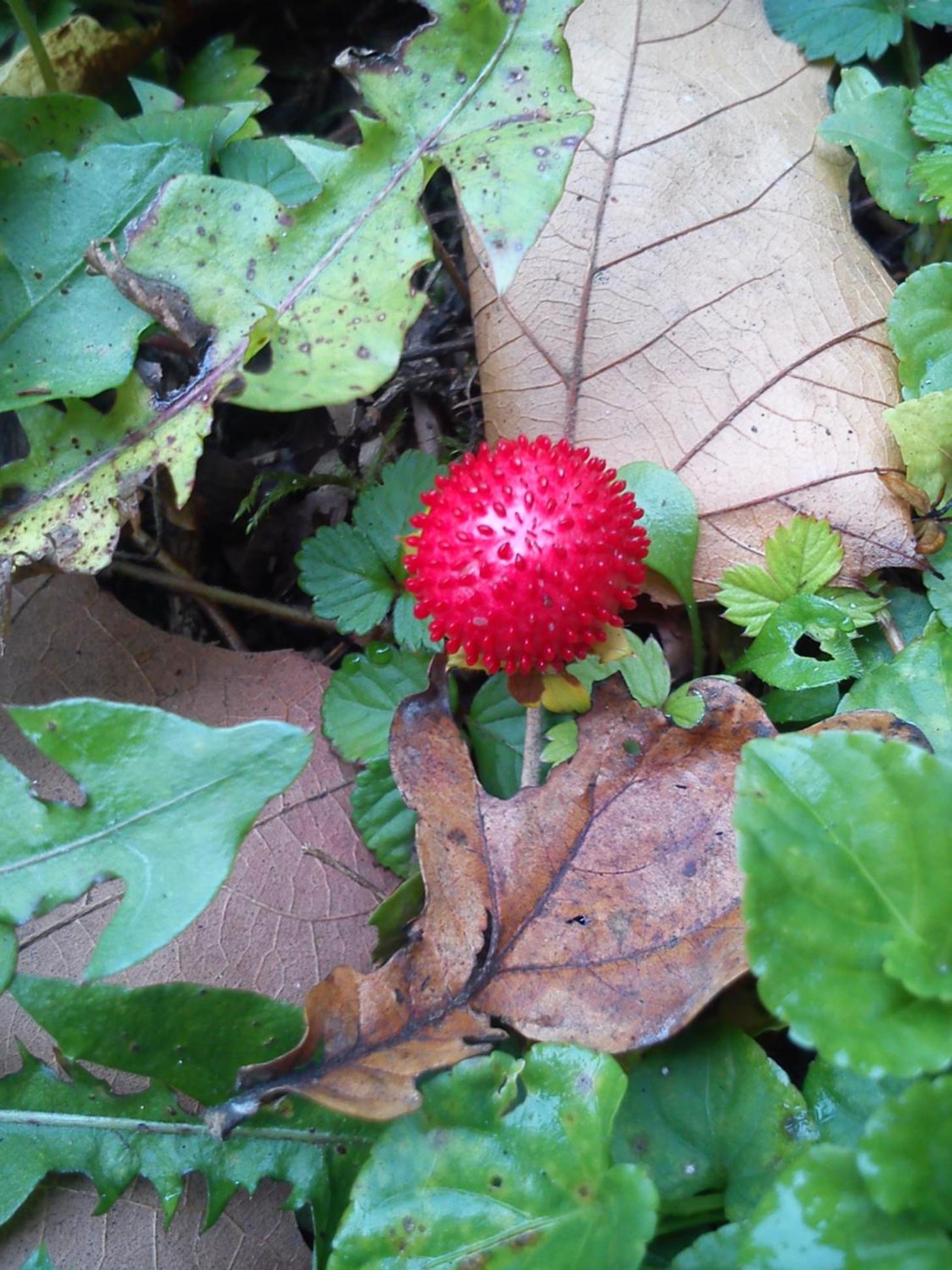 Photo 44