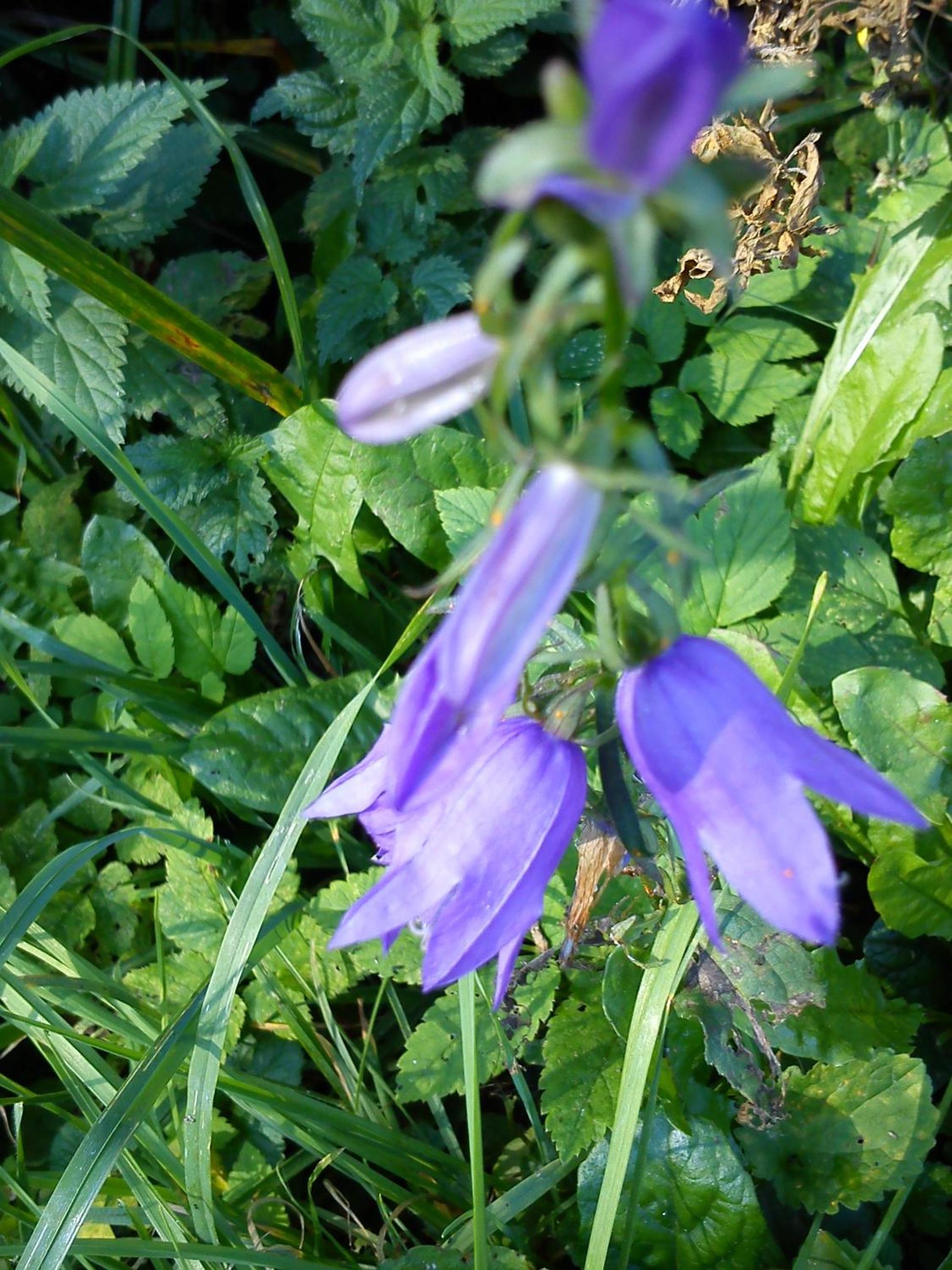 Photo 45