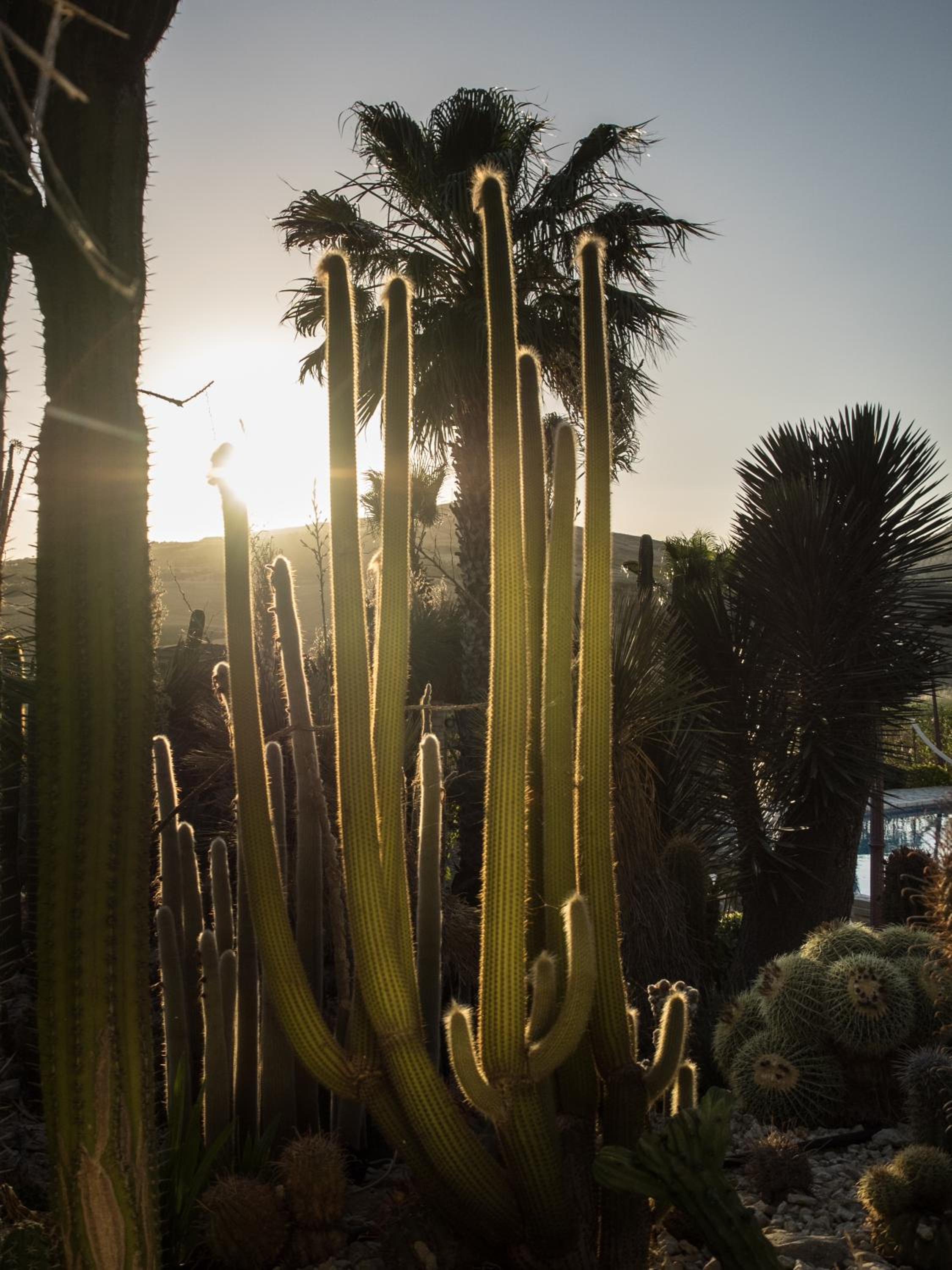 Garden Cactus