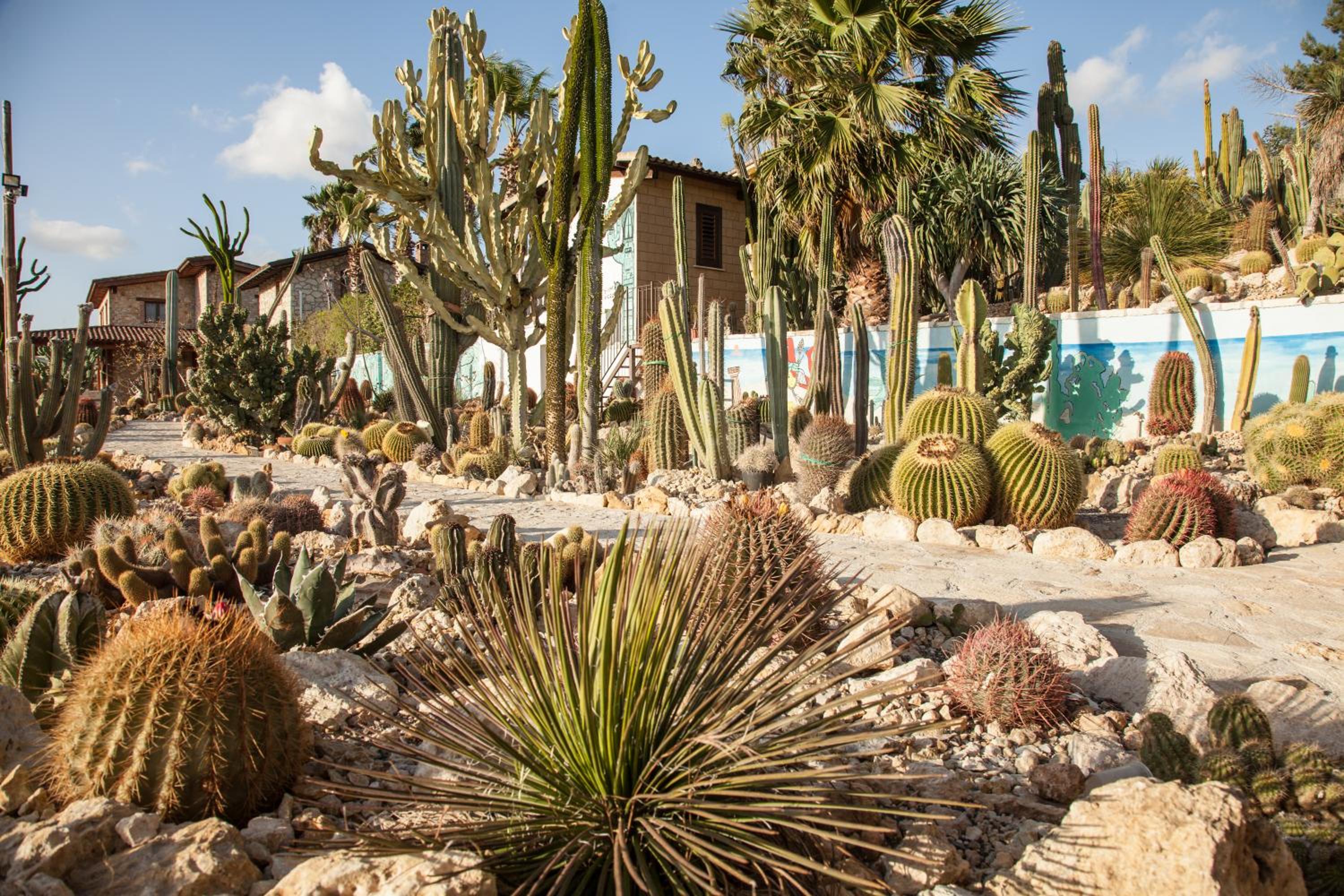 Garden Cactus