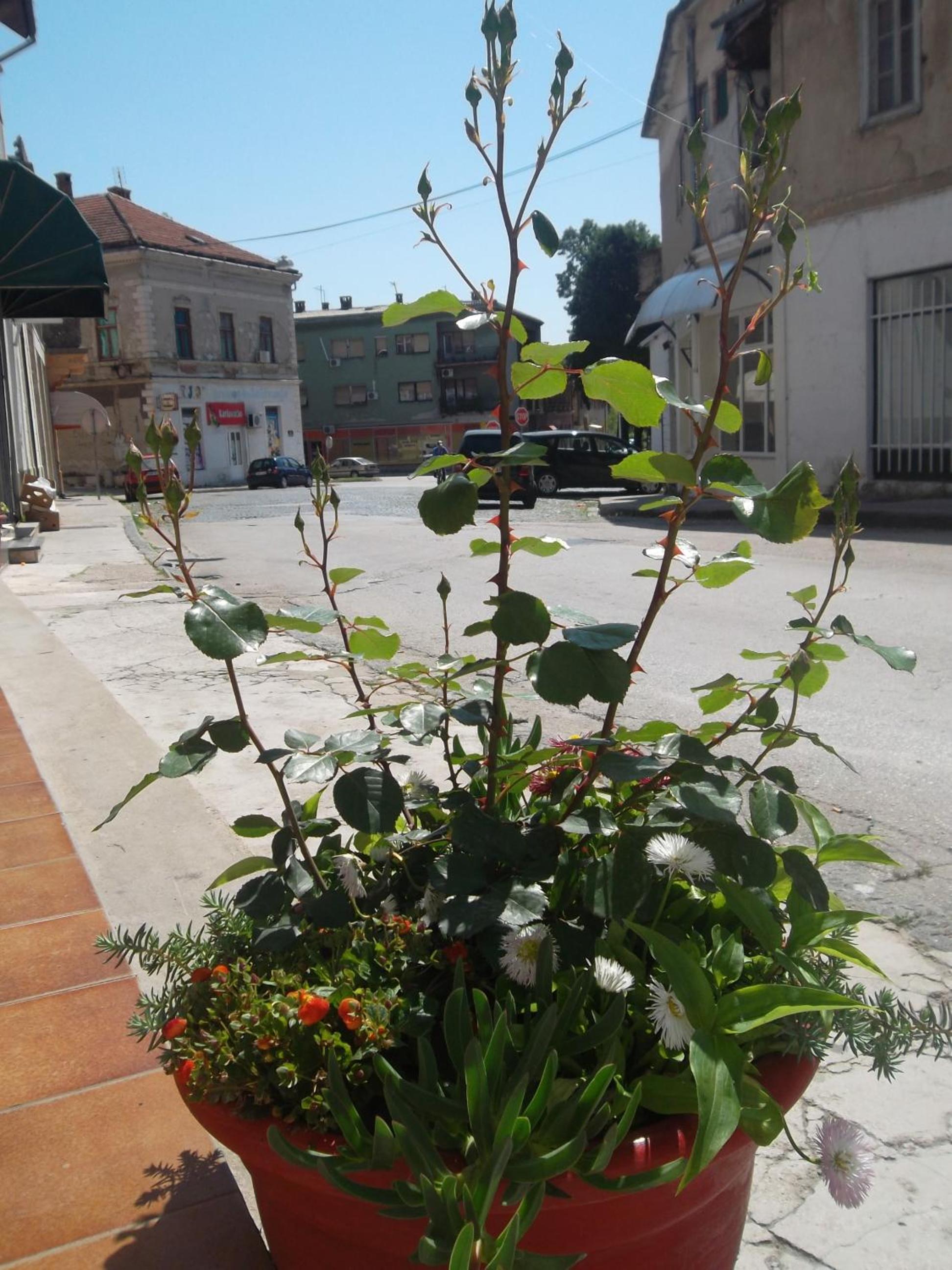 garden