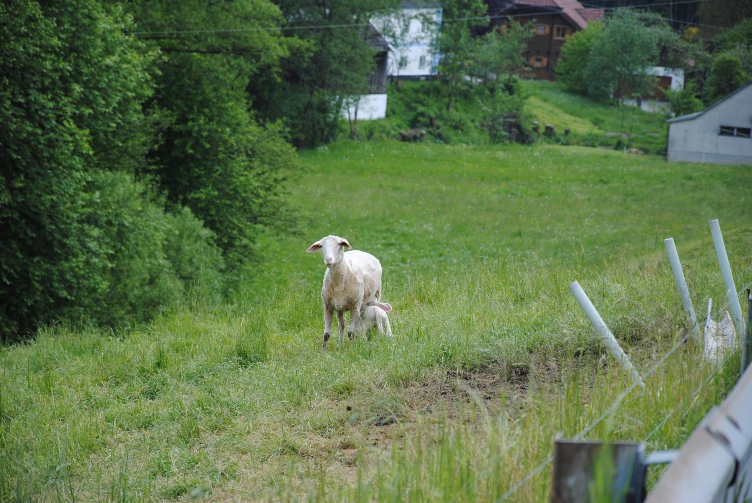 Photo 29
