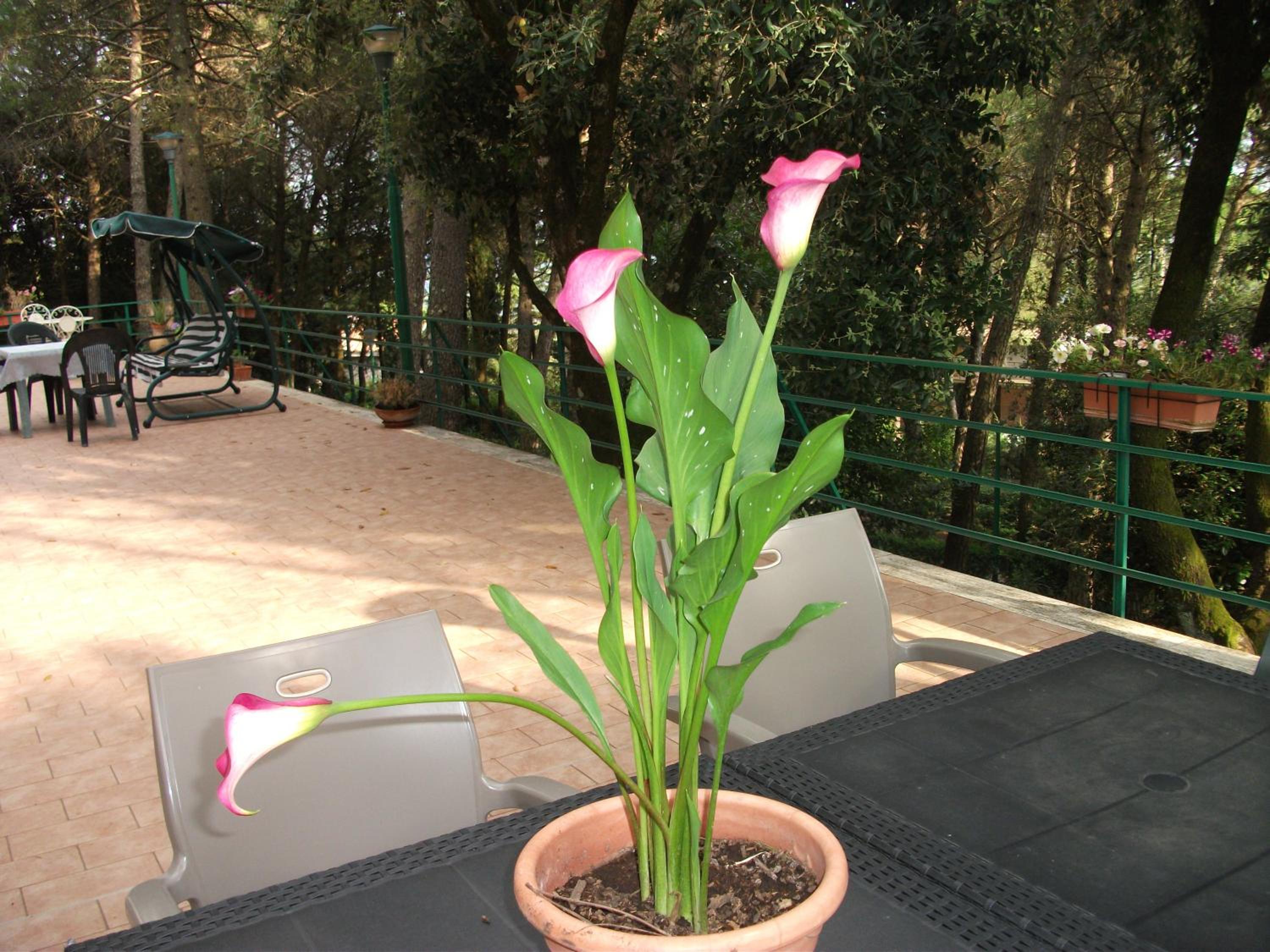 B&B La Principessa