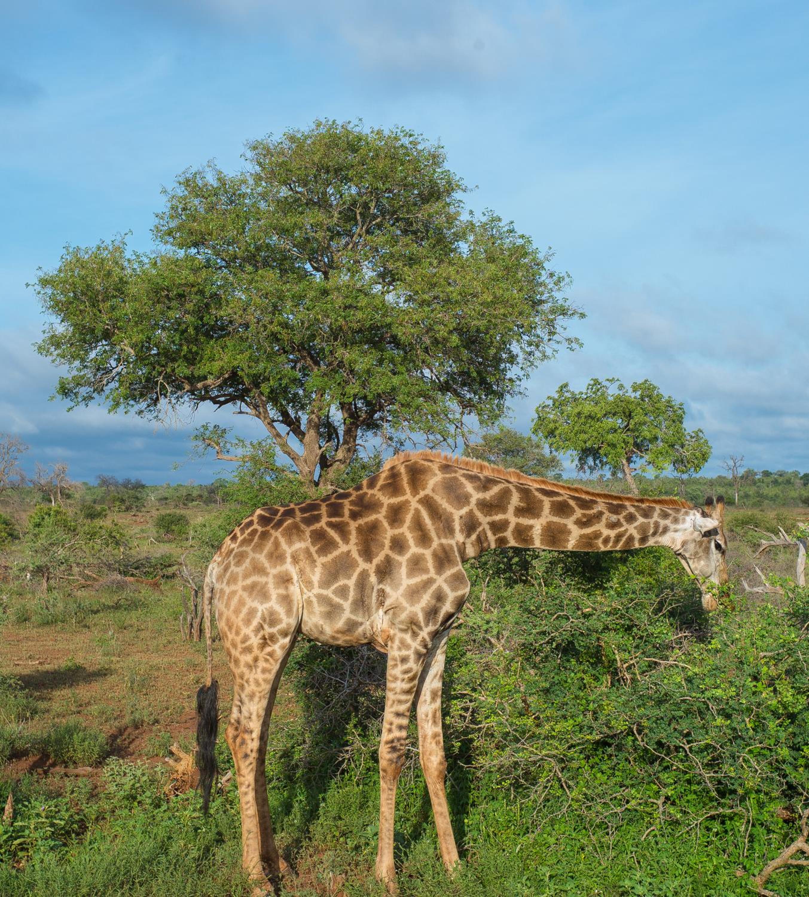 Imbube Safari Lodge