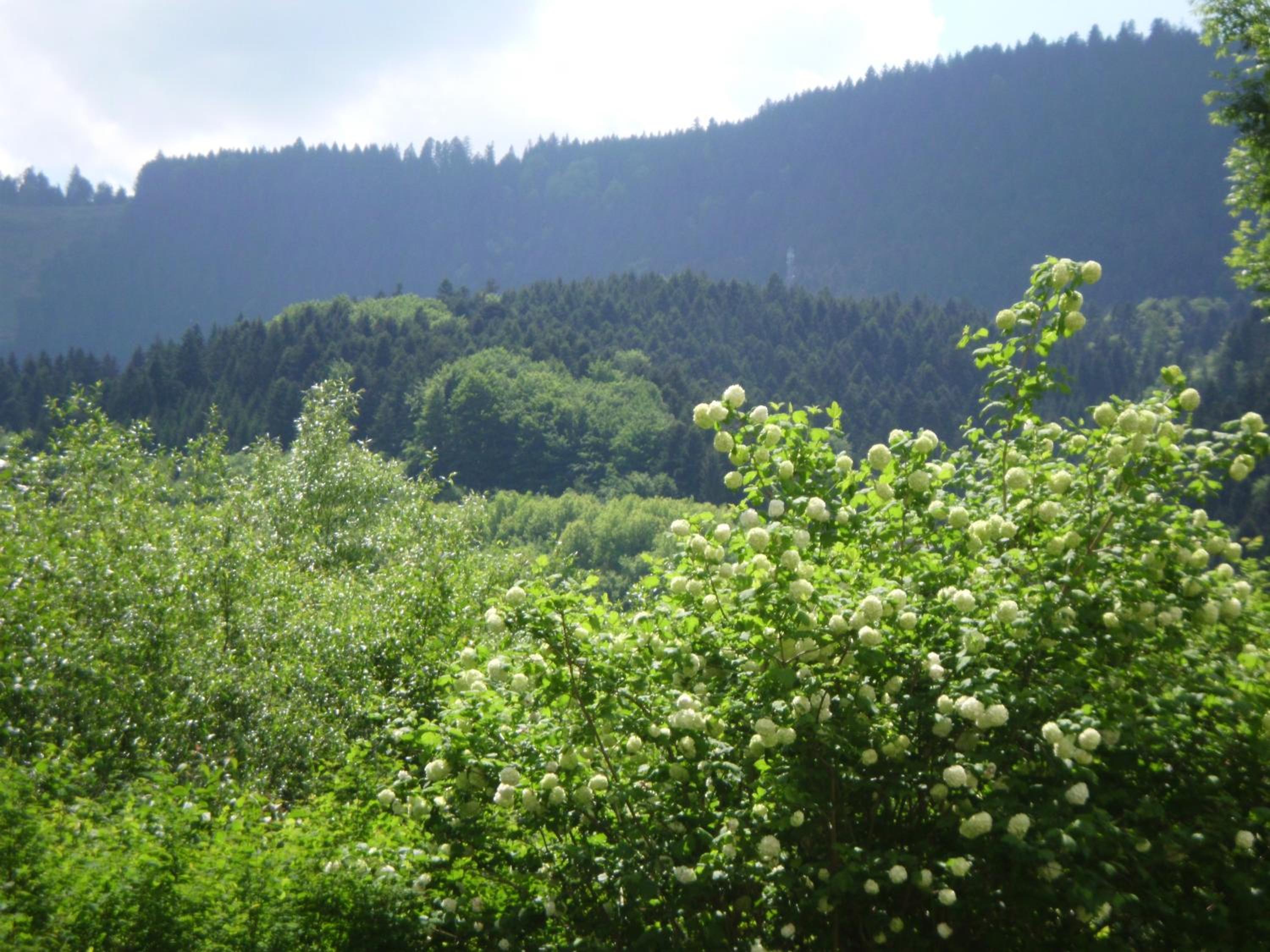 Gasthaus Finken view 3