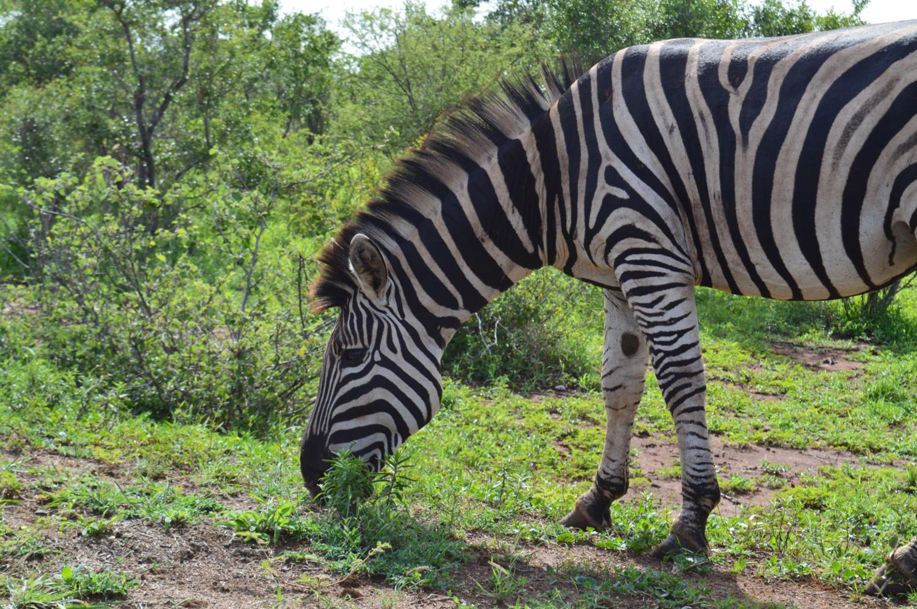 Imbube Safari Lodge