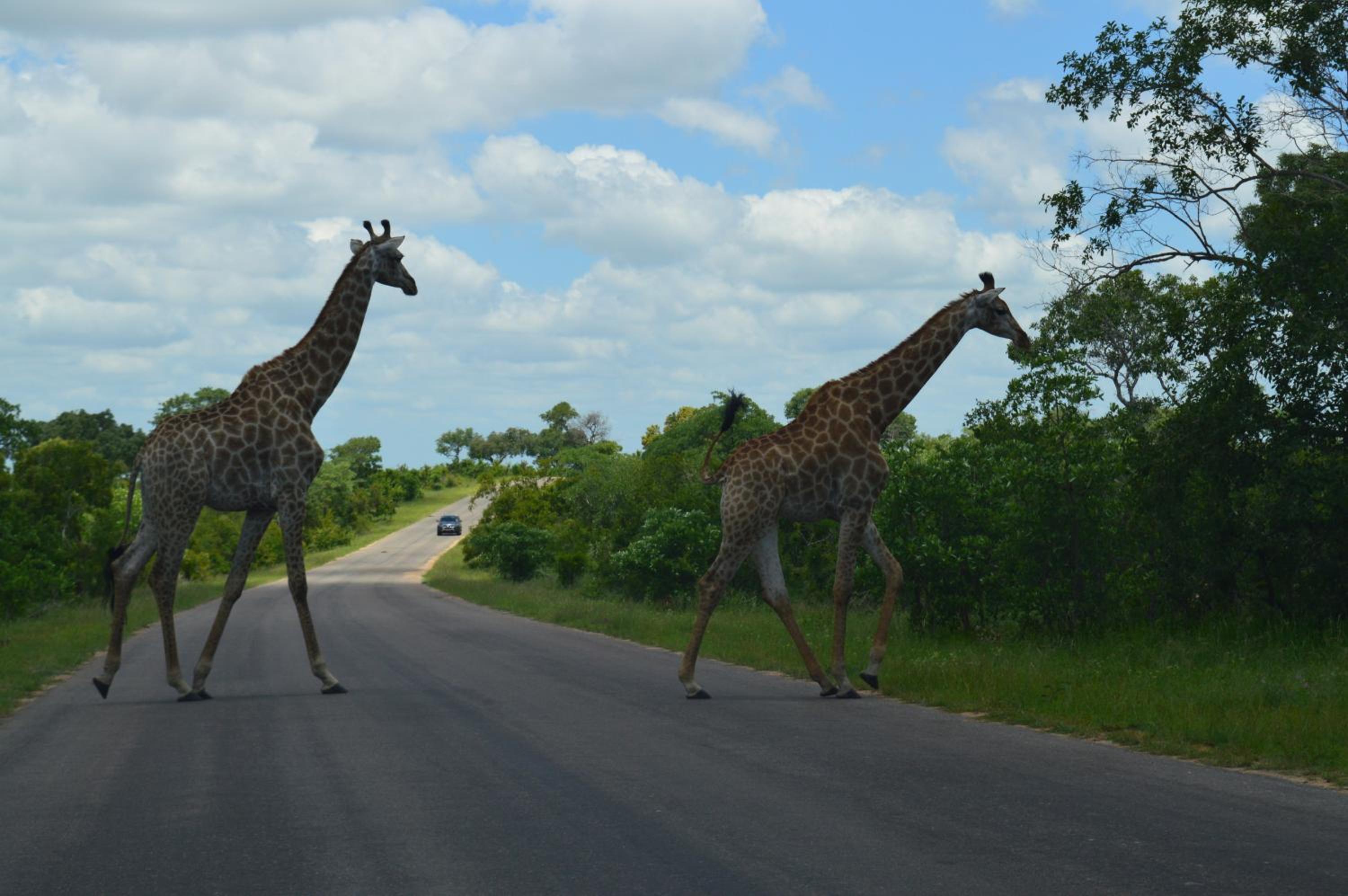 Imbube Safari Lodge