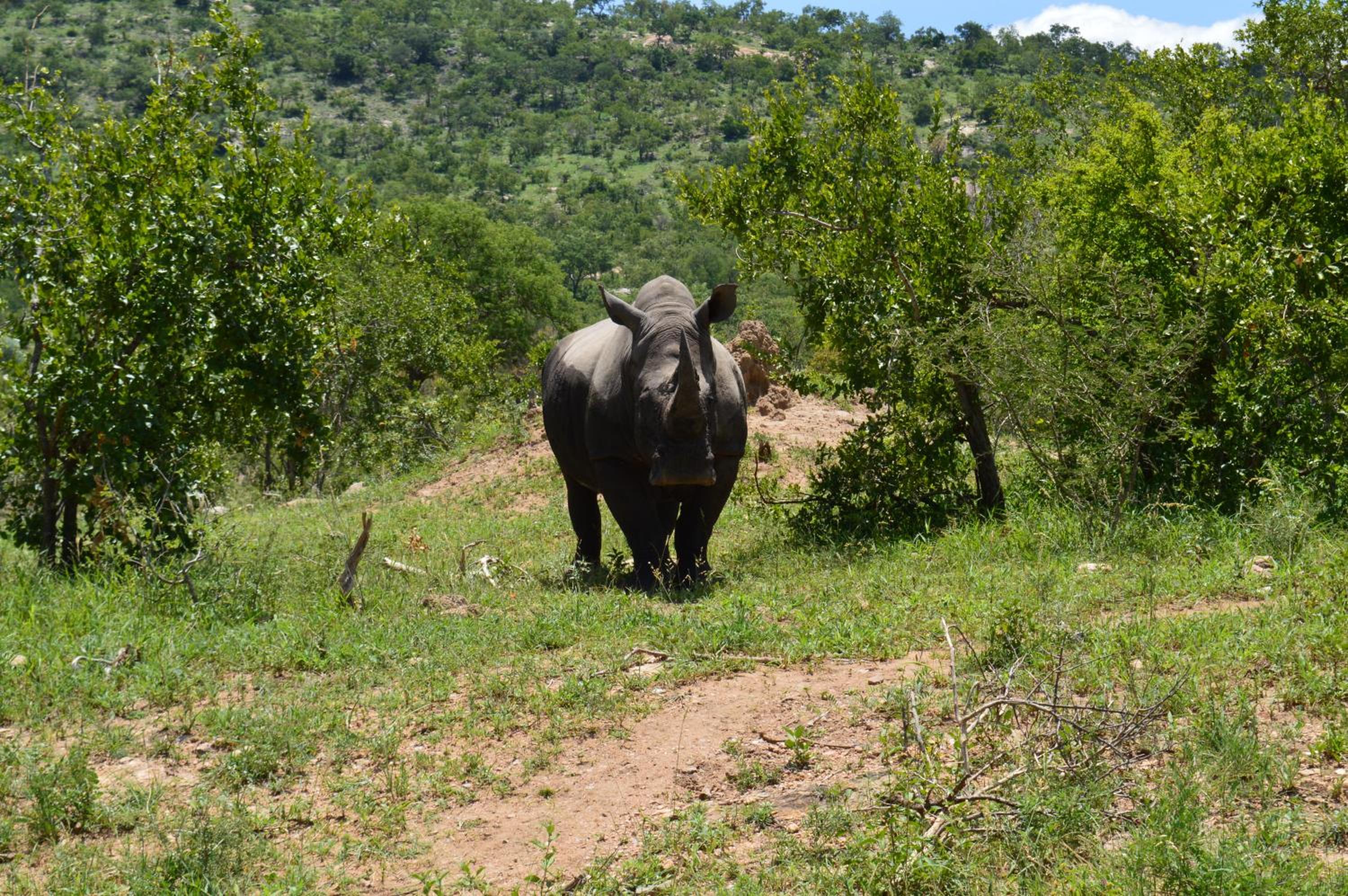 Imbube Safari Lodge