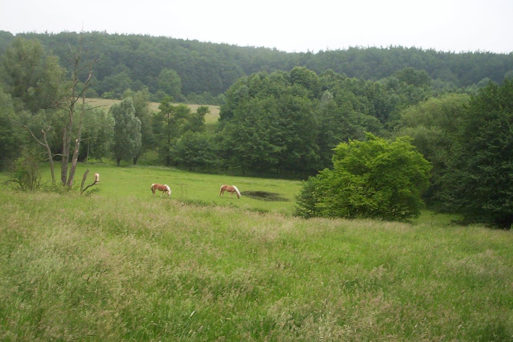 Photo 50