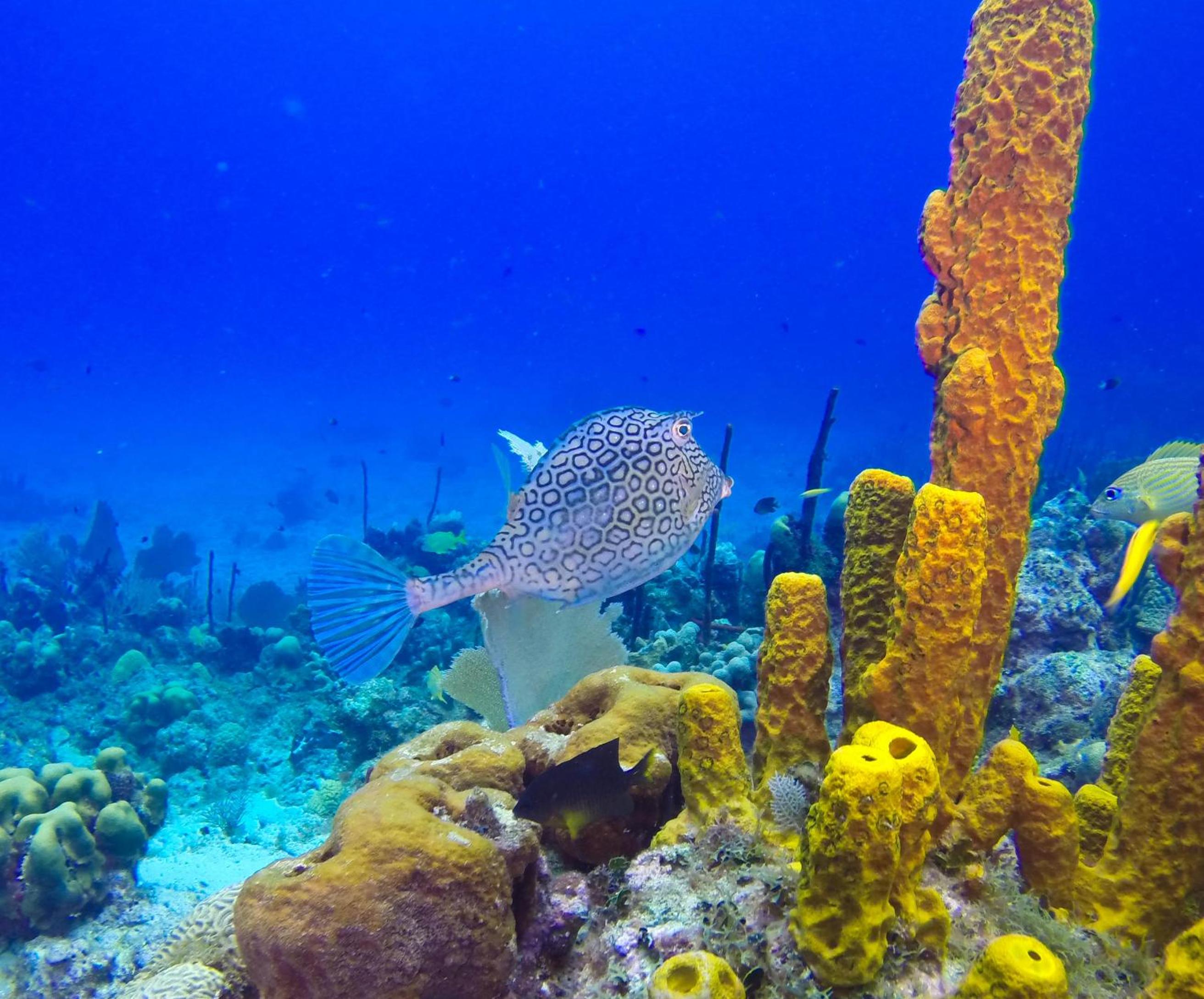 Riviera Punta Cana Eco Travelers