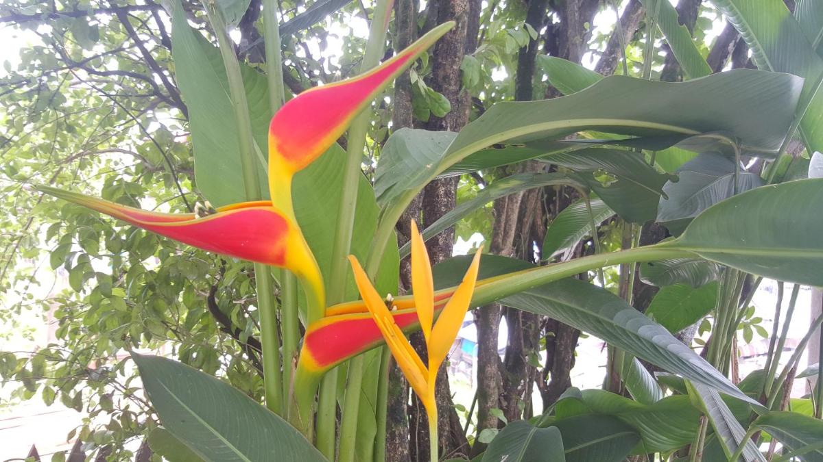 Hostal Maravilla Amazonica