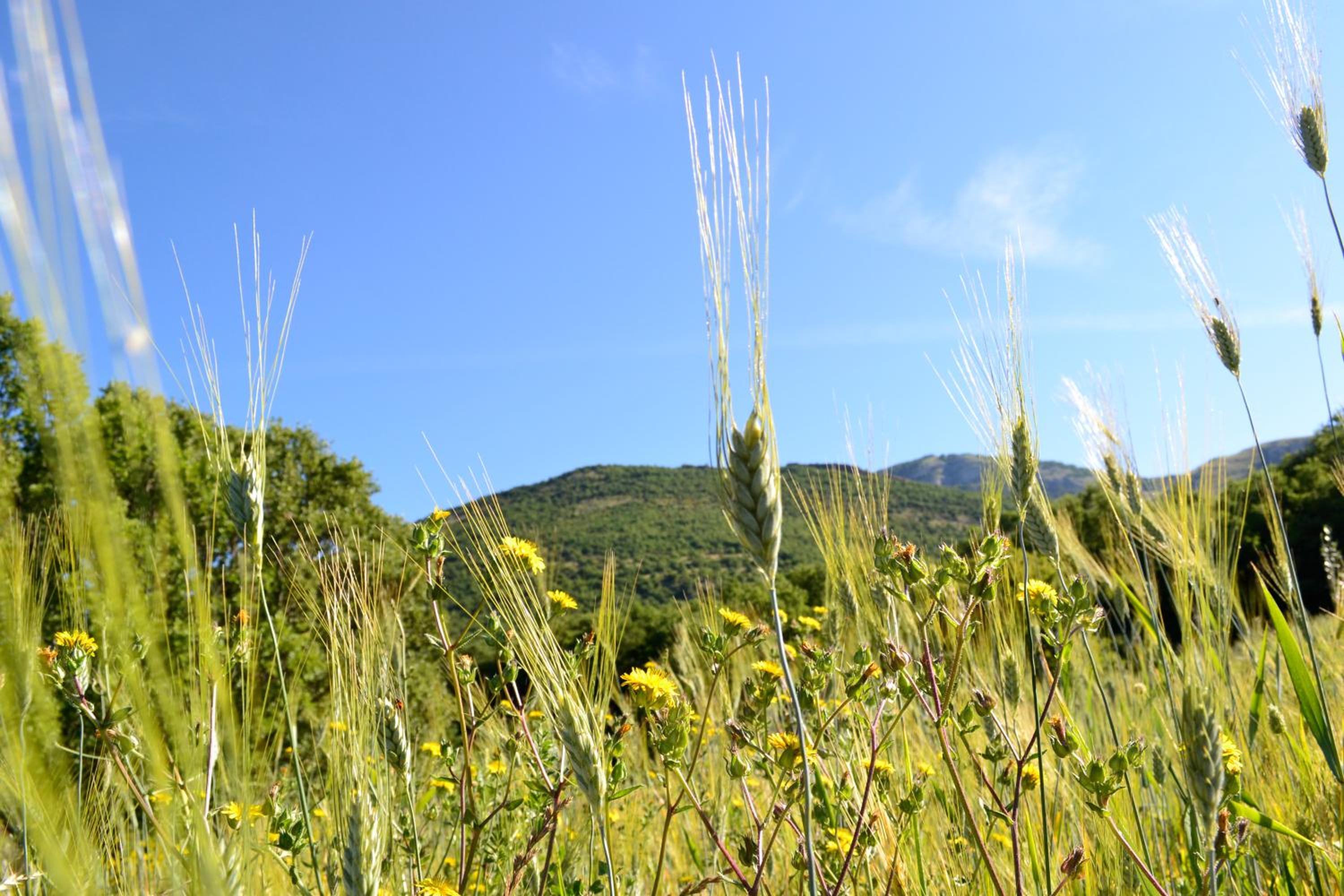 Azienda Agricola Il Querceto