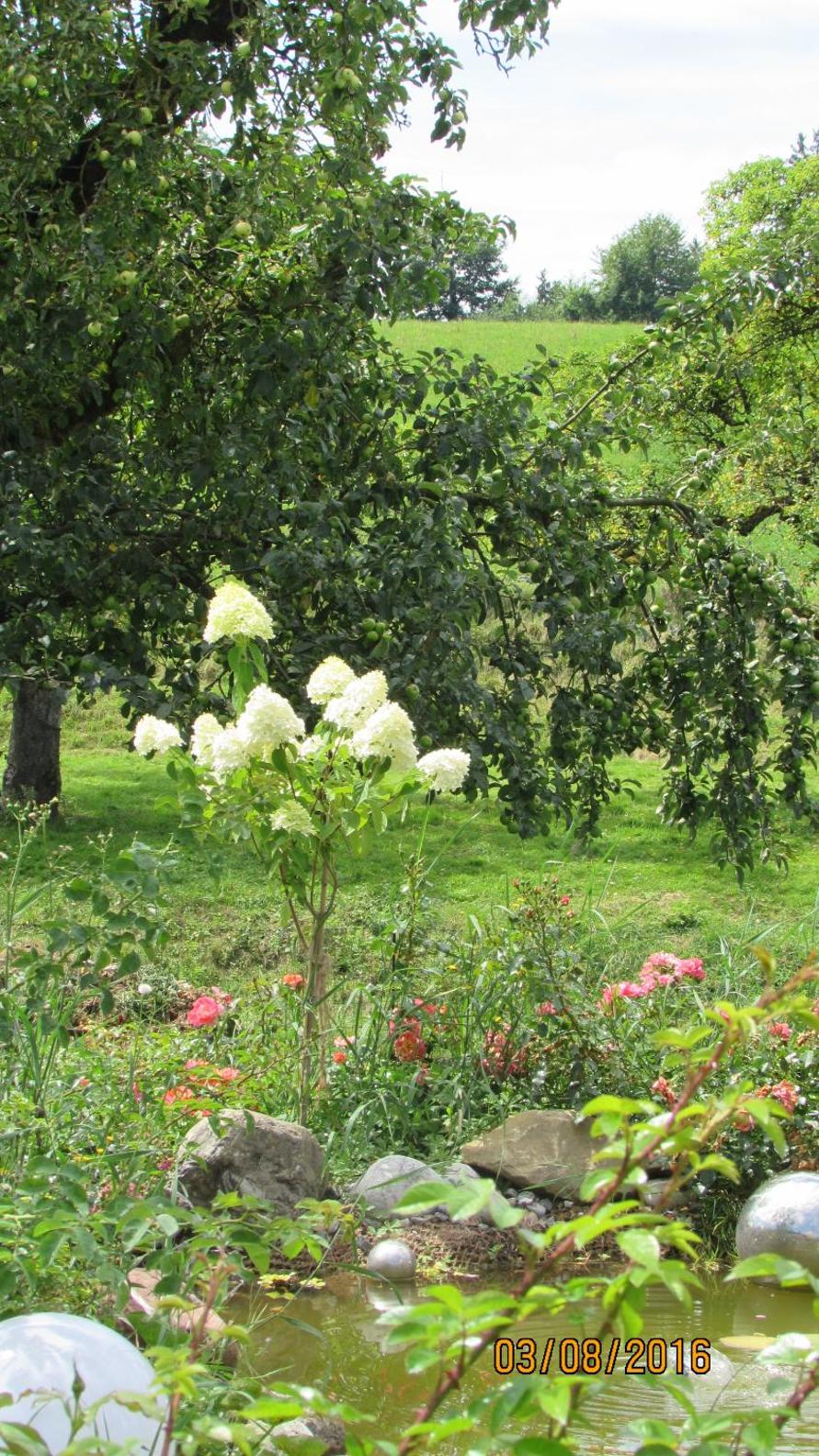 Landgut Apfelrose