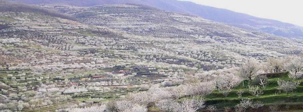 Apartamentos Dacris