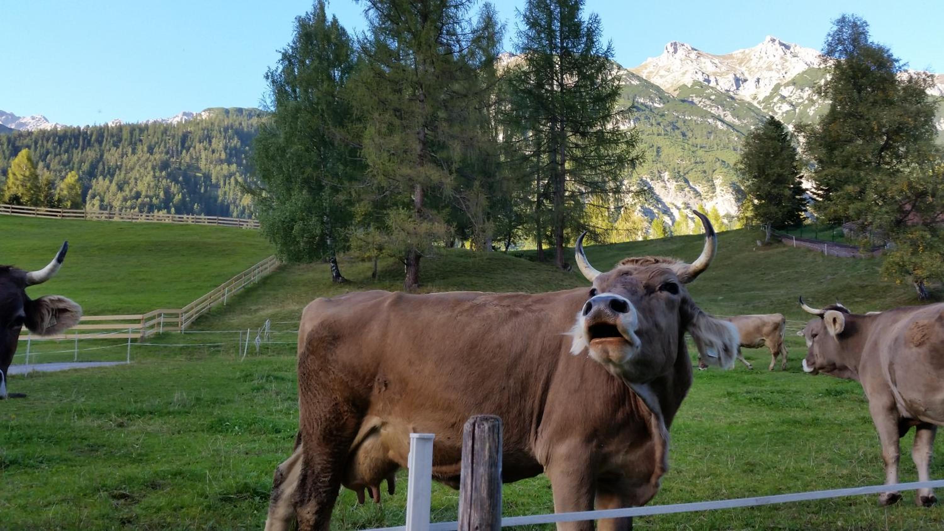 Ferienwohnungen Rauth