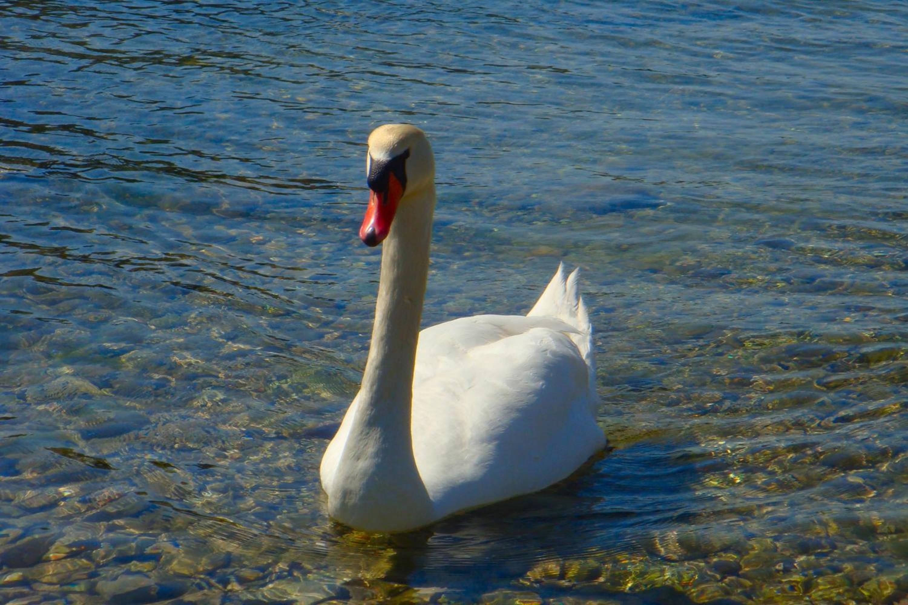 Photo 41